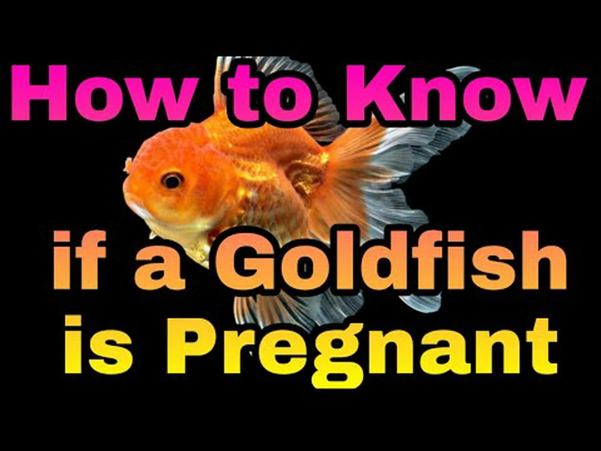 金魚の妊娠期間:金魚の妊娠期間はどれくらい? 金魚の妊娠期間:金魚の妊娠期間はどれくらい?