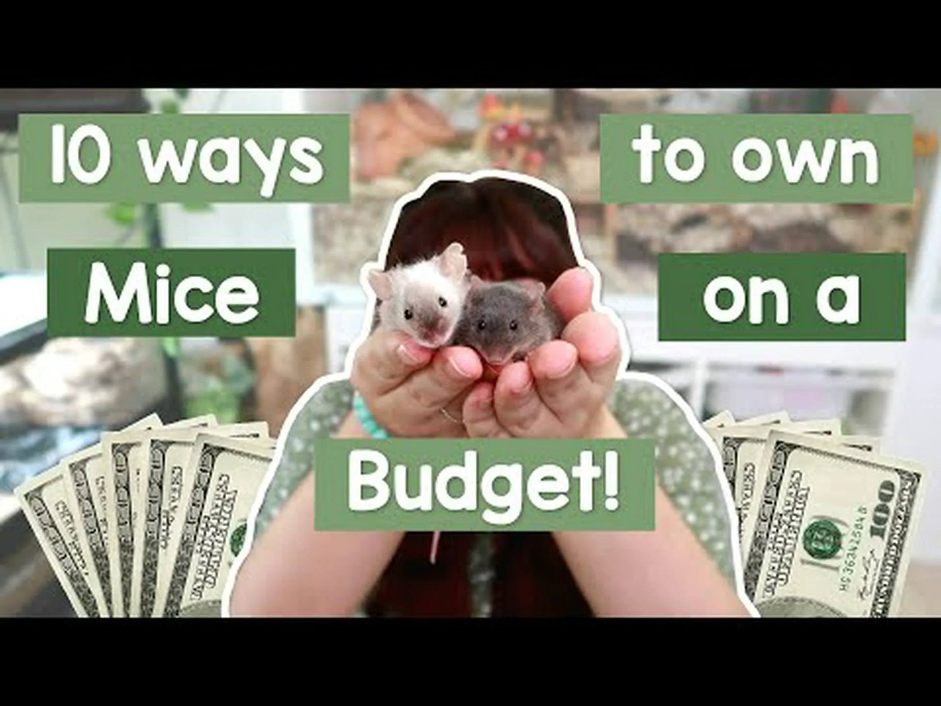 ペットとして飼うのに最も安いネズミ8種 ペットとして飼うのに最も安いネズミ8種