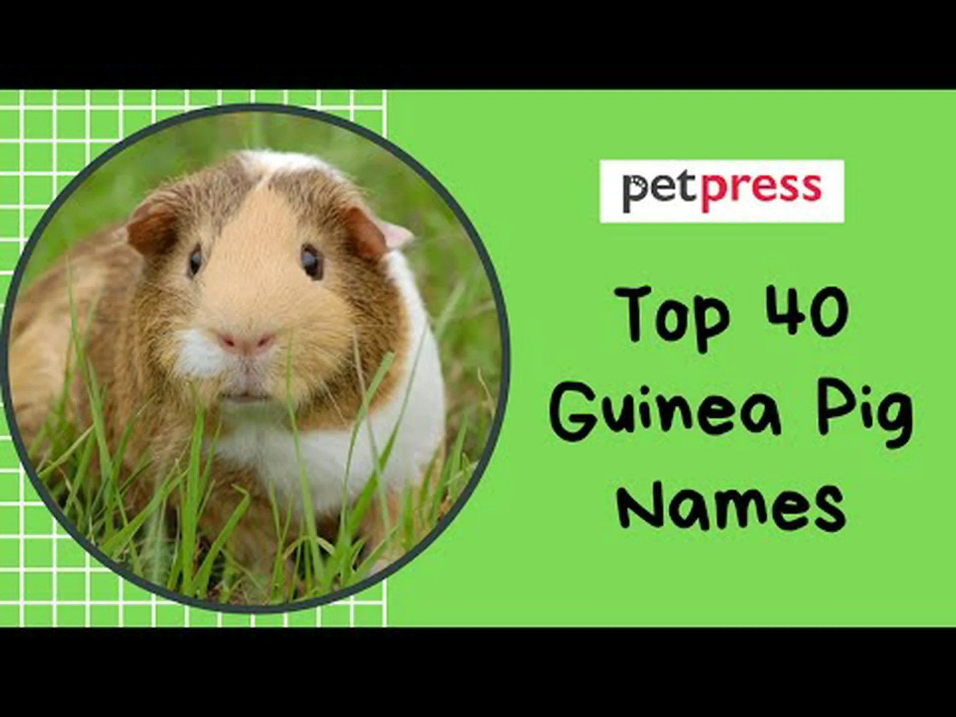 436 匹のメスのモルモットの名前の最良かつ最も包括的なリスト 436 匹のメスのモルモットの名前の最良かつ最も包括的なリスト