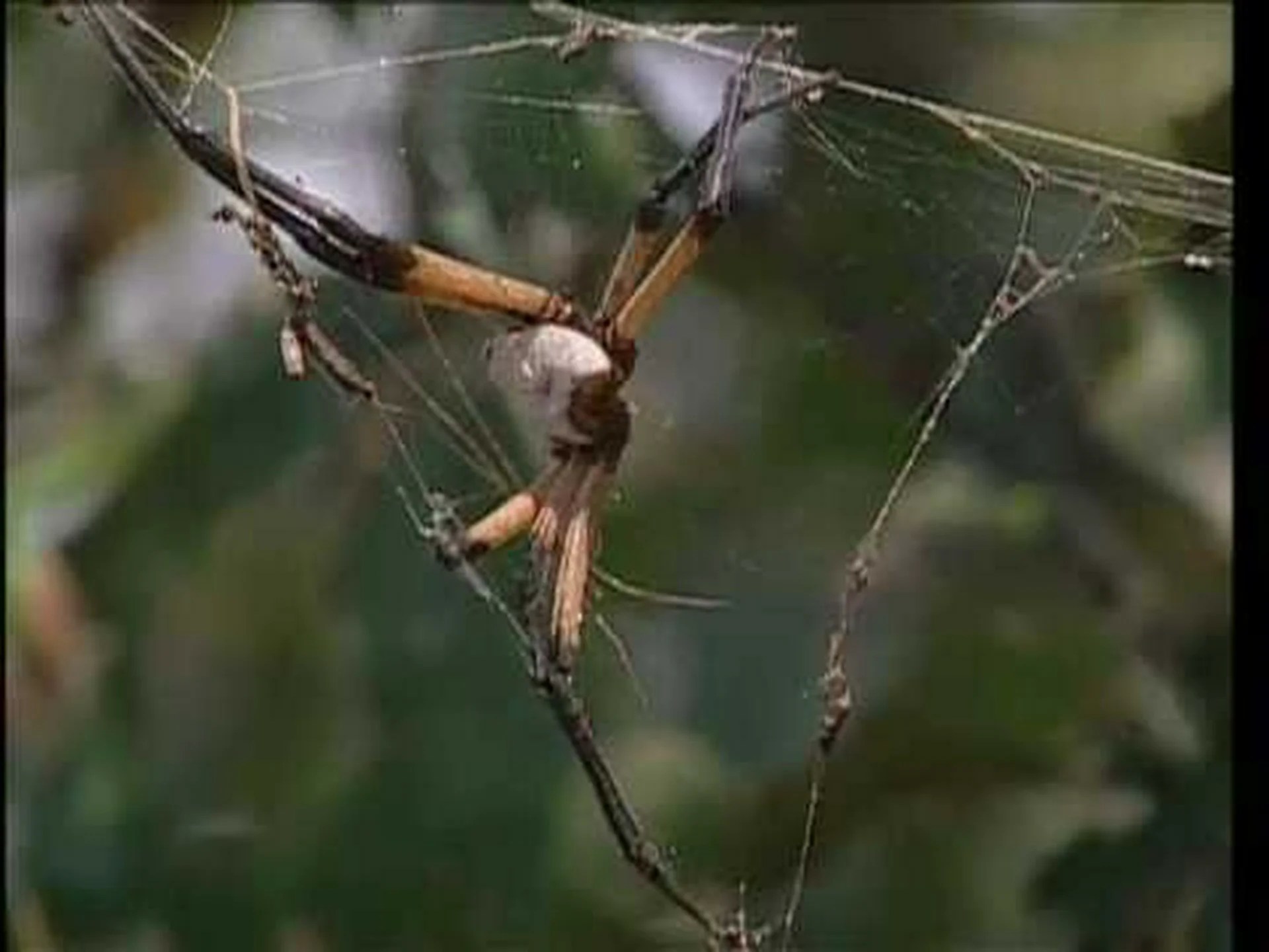 テキサスの7大クモ テキサスの7大クモ
