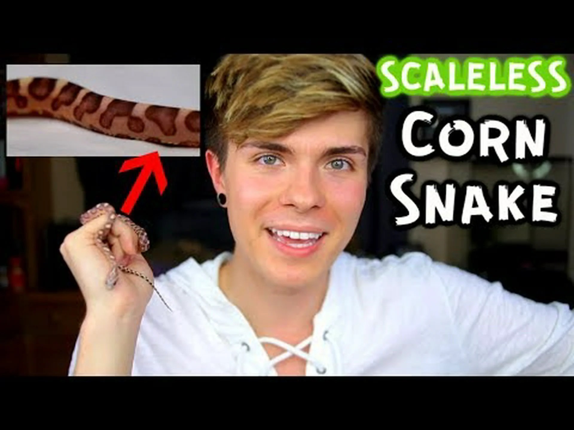 鱗のないヘビ: 鱗のないボールパイソン、鱗のないコーンスネークなどに会いましょう! 鱗のないヘビ: 鱗のないボールパイソン、鱗のないコーンスネークなどに会いましょう!