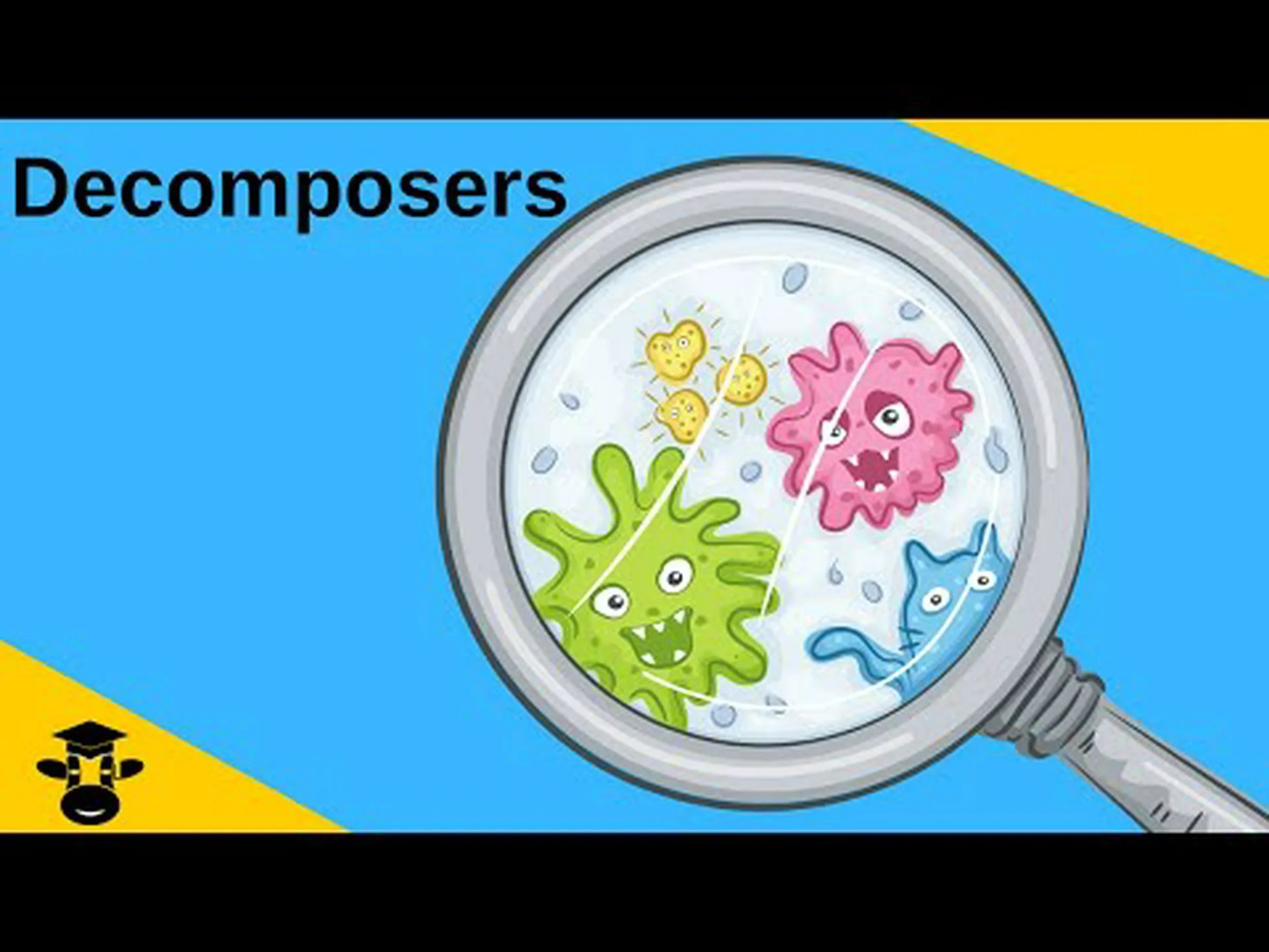 デトリボアとは何ですか?見落とされがちな分解者 デトリボアとは何ですか?見落とされがちな分解者