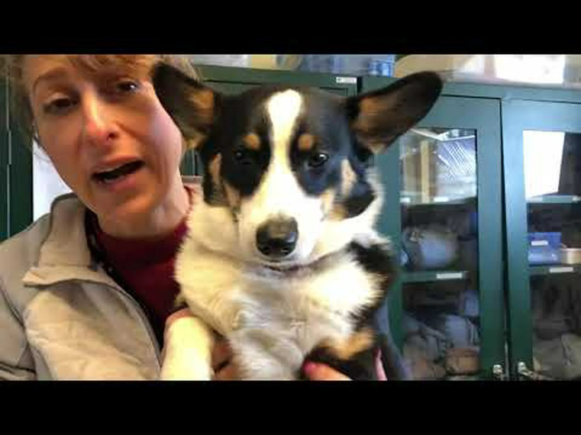 ペットスマートで犬の避妊手術にかかる費用はいくらですか ペットスマートで犬の避妊手術にかかる費用はいくらですか