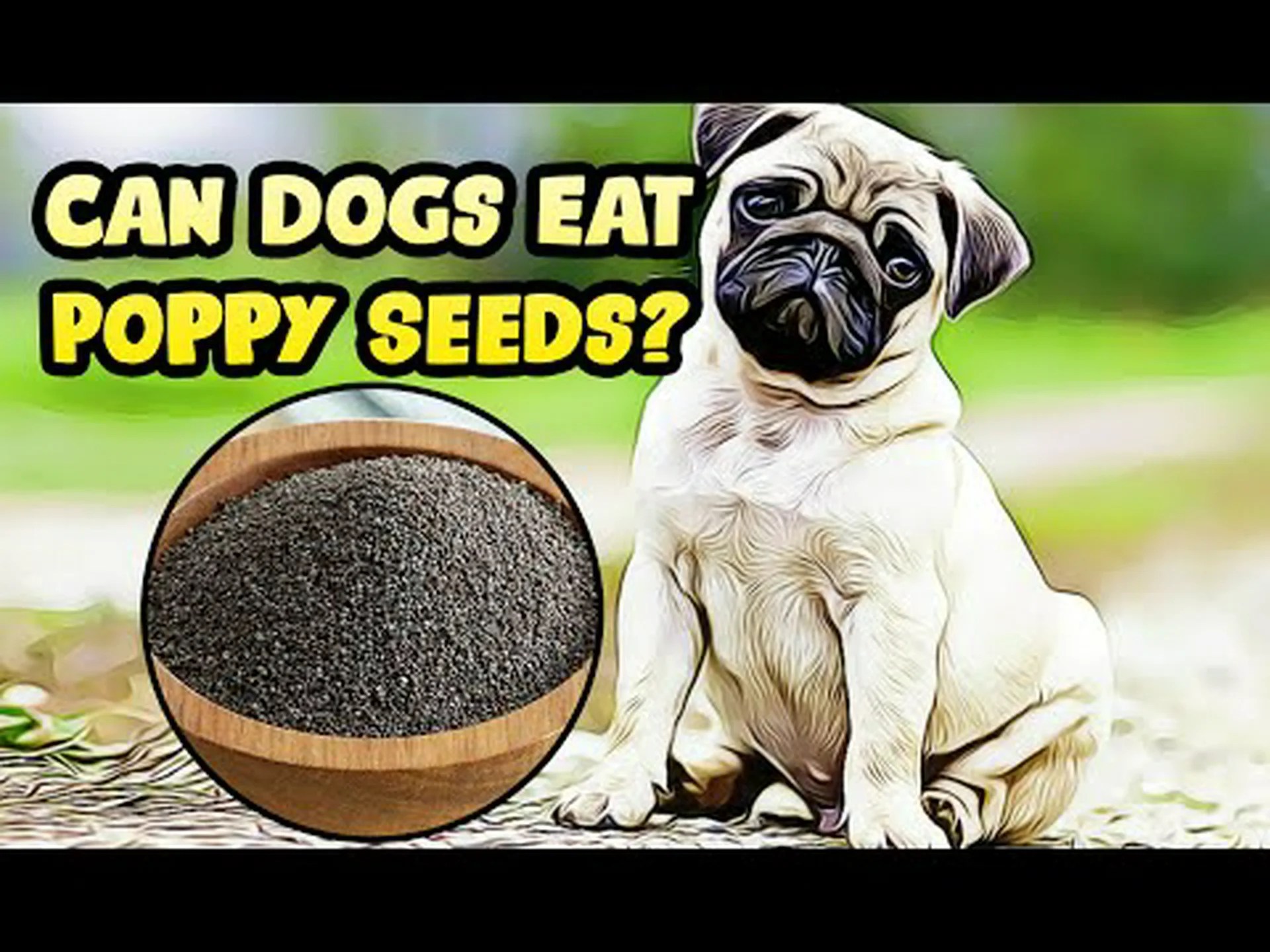 犬はケシの実を食べても大丈夫?どれくらい危険なのでしょうか? 犬はケシの実を食べても大丈夫?どれくらい危険なのでしょうか?