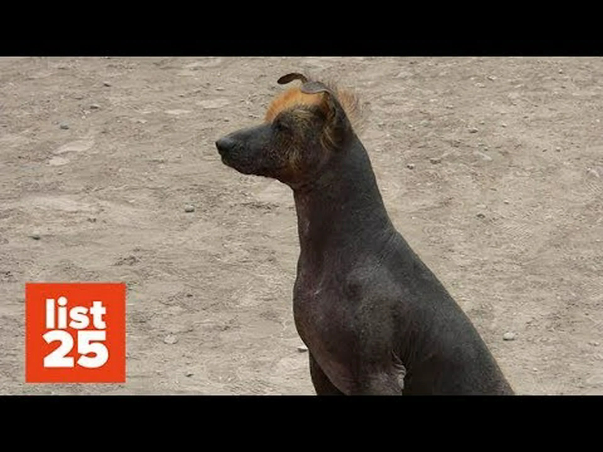 世界で最も奇妙で奇妙な犬種ベスト10! 世界で最も奇妙で奇妙な犬種ベスト10!