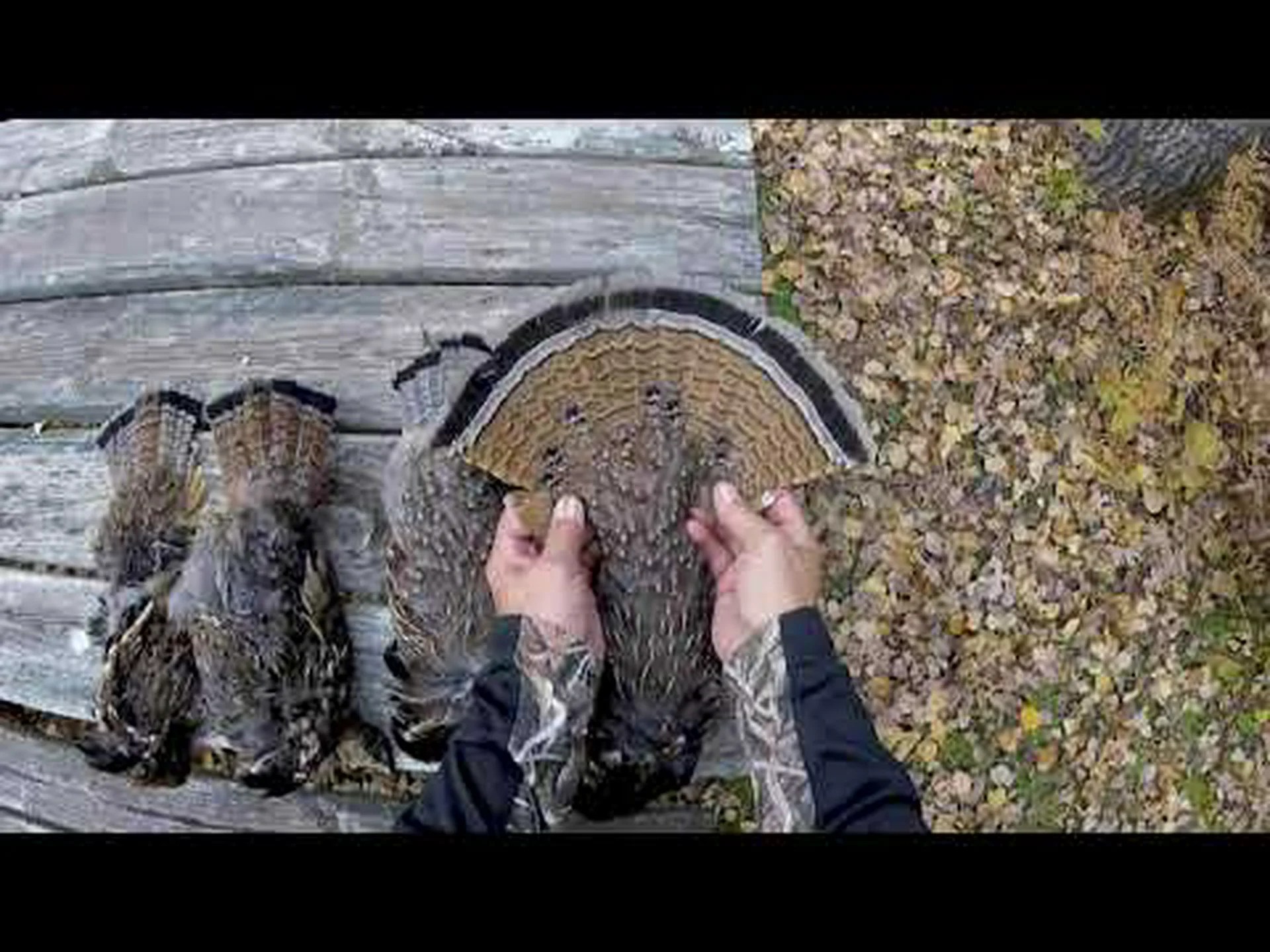 ライチョウとキジ: 主な違い ライチョウとキジ: 主な違い