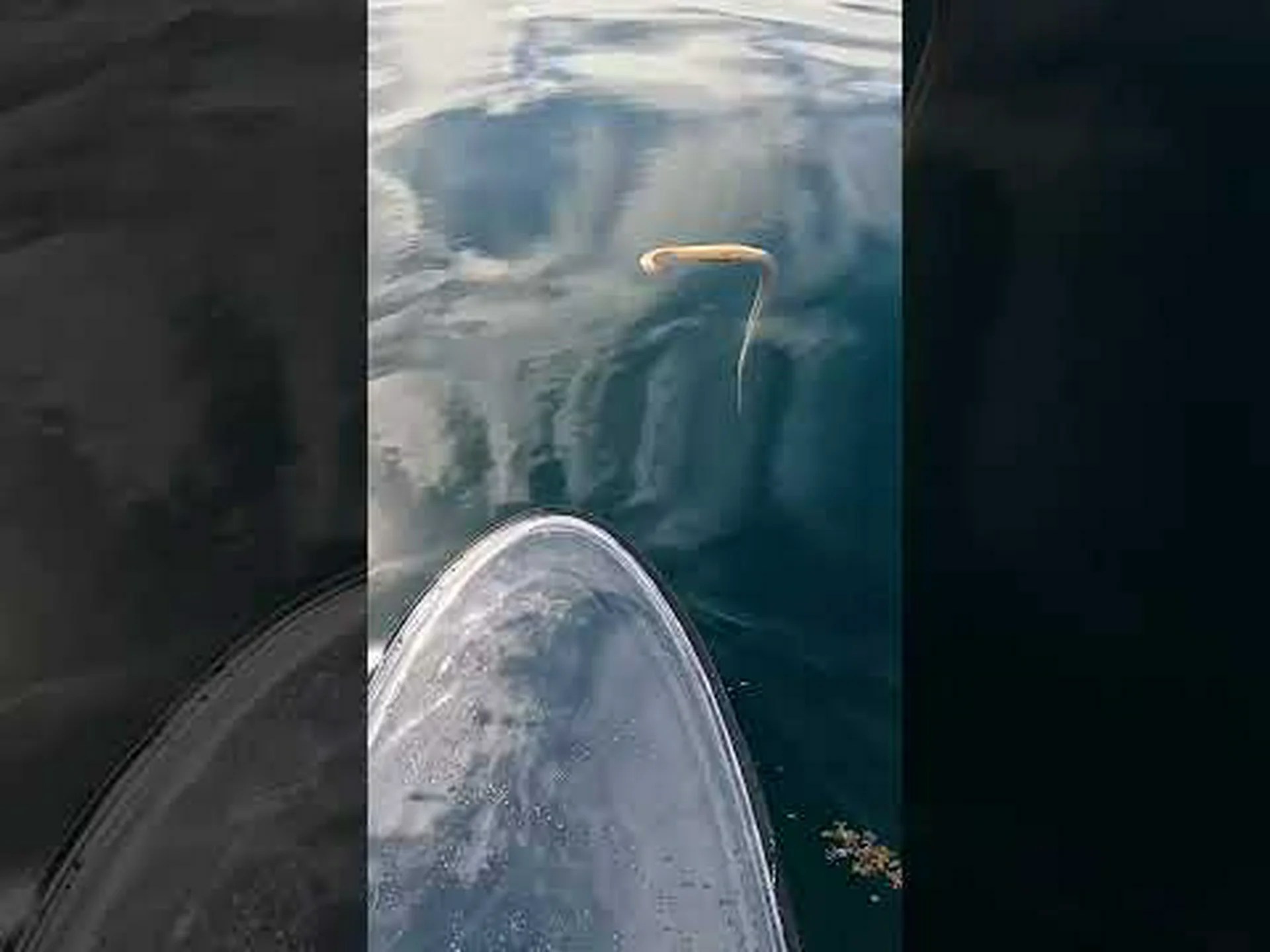 クジラを食べた巨大なウミヘビに会いましょう(マジで!) クジラを食べた巨大なウミヘビに会いましょう(マジで!)