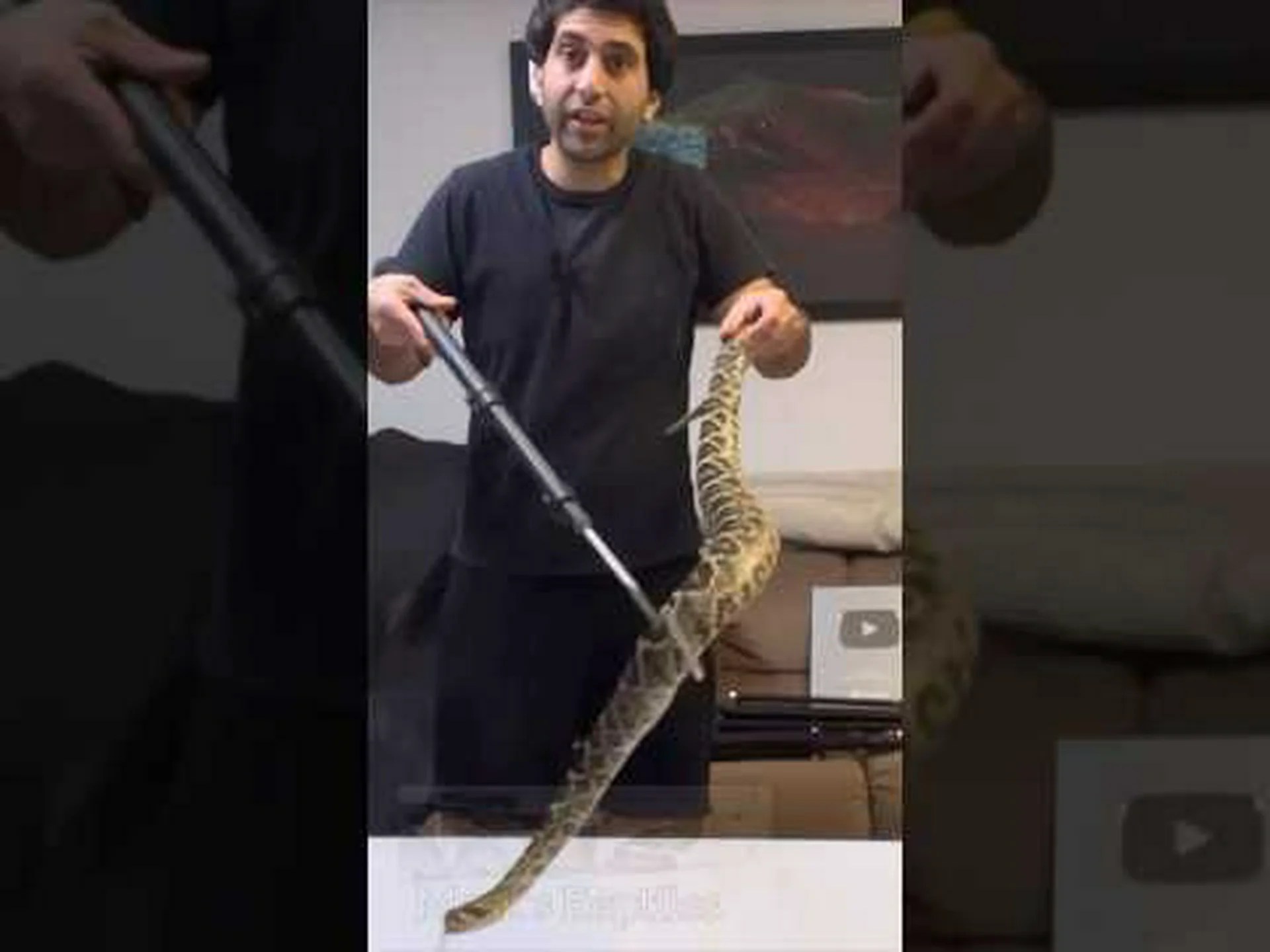 これまでに発見された中で最大のまだらガラガラヘビを発見 これまでに発見された中で最大のまだらガラガラヘビを発見