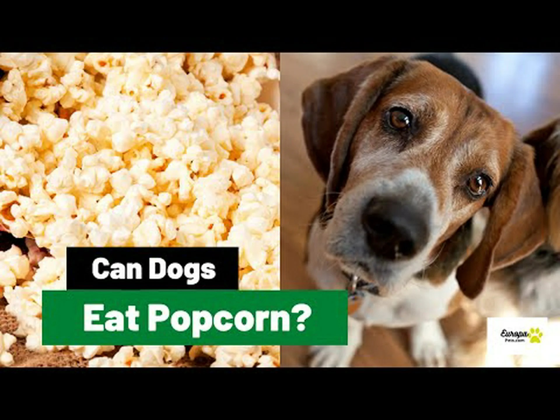 犬はポップコーンを食べても大丈夫ですか?場合によります 犬はポップコーンを食べても大丈夫ですか?場合によります