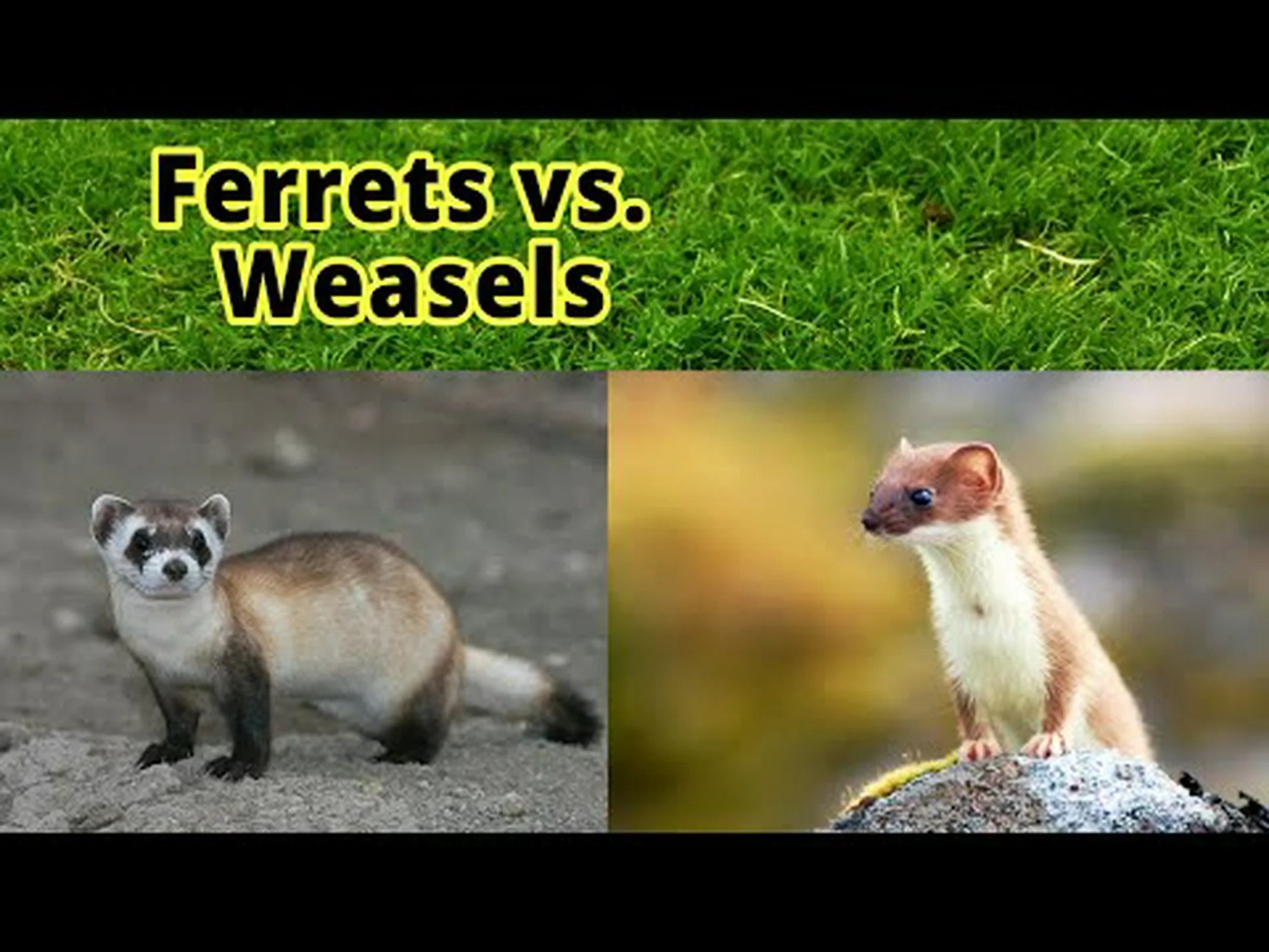 イタチとフェレット: 5 つの主な違いを説明 イタチとフェレット: 5 つの主な違いを説明
