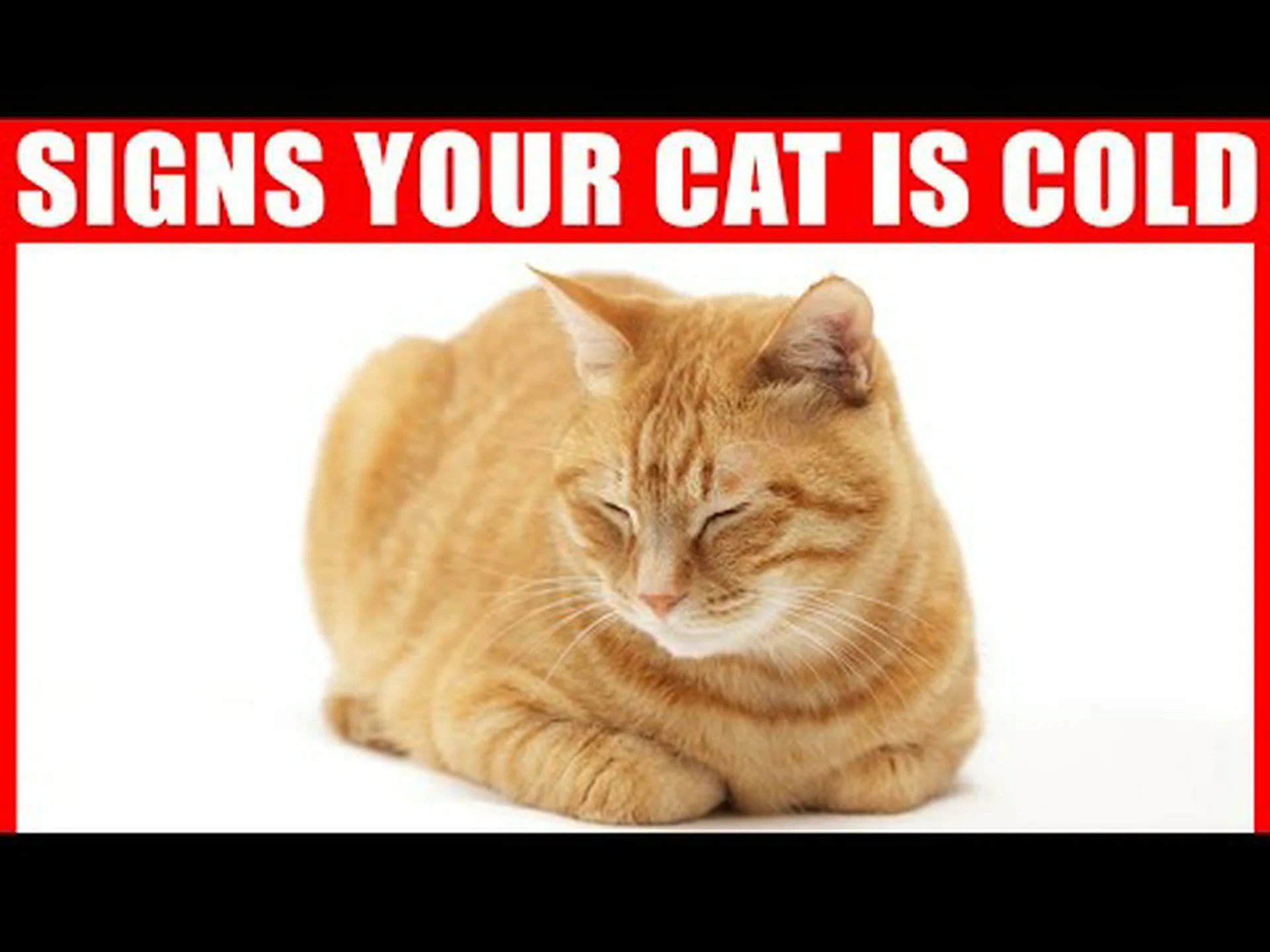 猫にとって寒すぎる寒さと、絶対に室内に入れるべき時期 猫にとって寒すぎる寒さと、絶対に室内に入れるべき時期