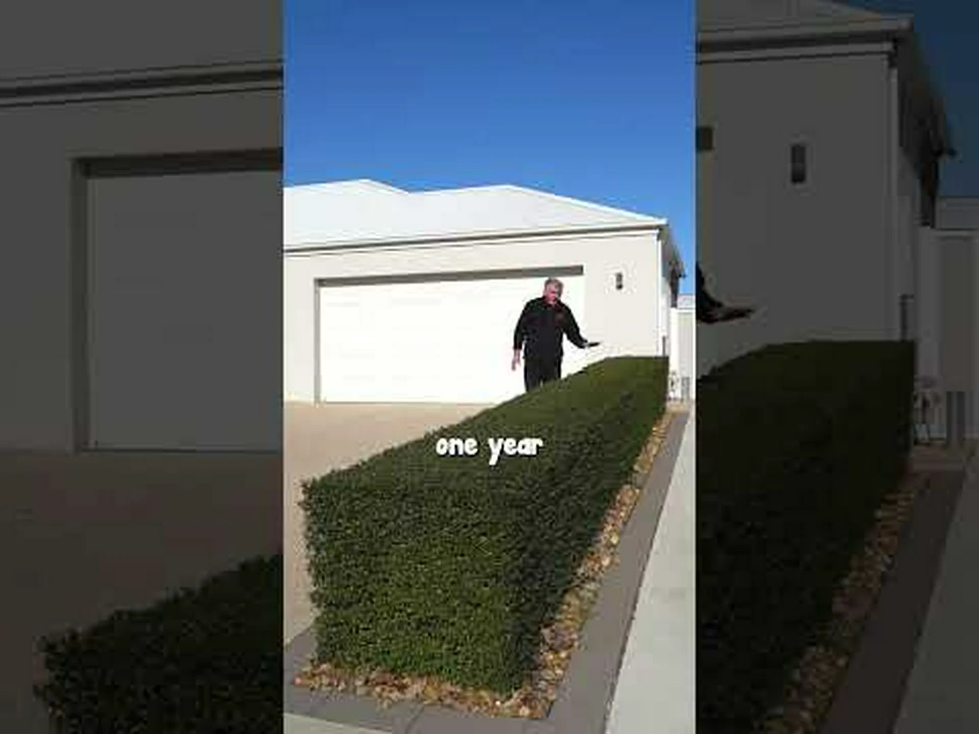 イボタノキとツゲの木: 違いは何ですか? イボタノキとツゲの木: 違いは何ですか?