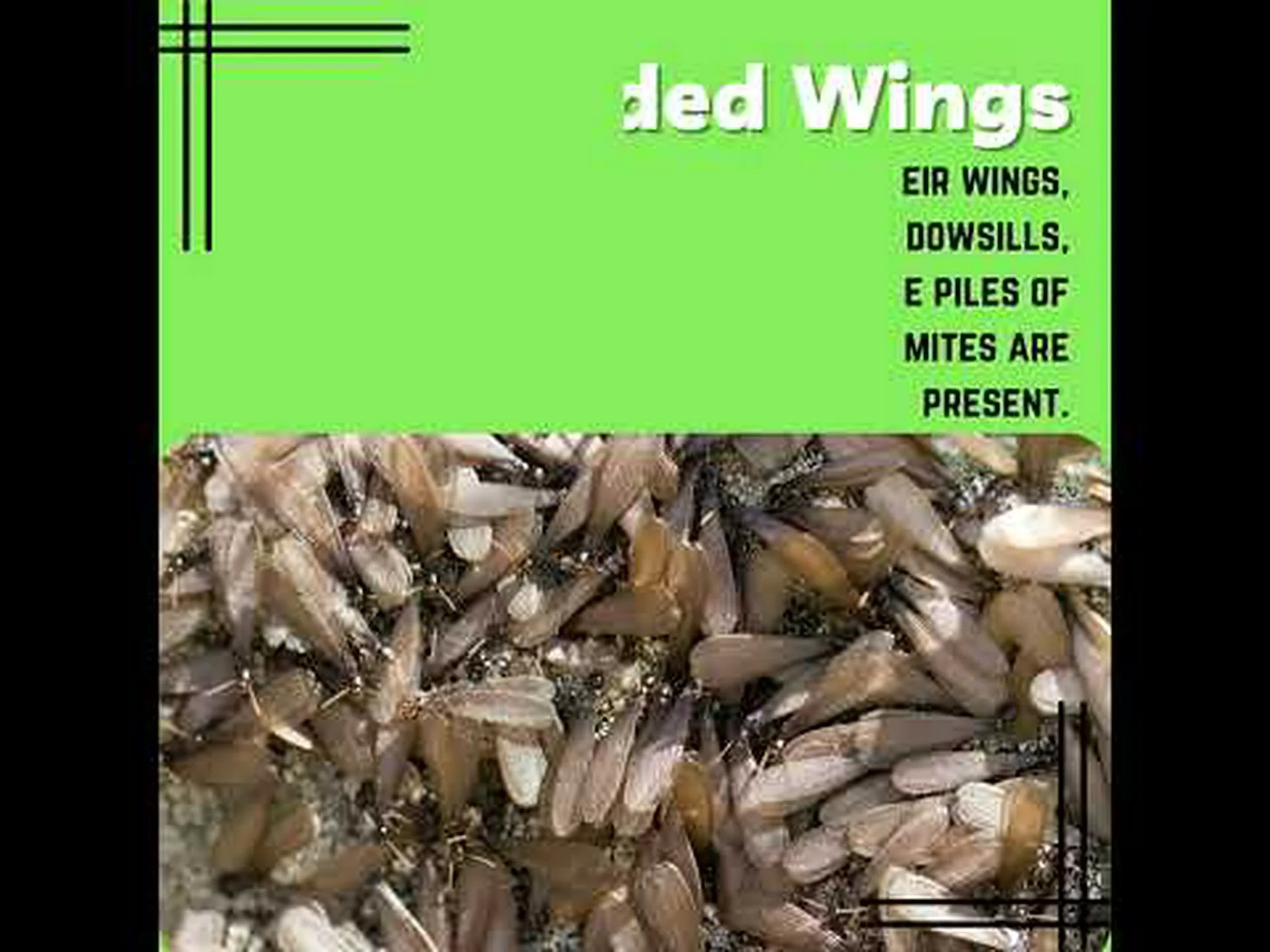 天井にシロアリが侵入していることを示す 10 の初期兆候 天井にシロアリが侵入していることを示す 10 の初期兆候