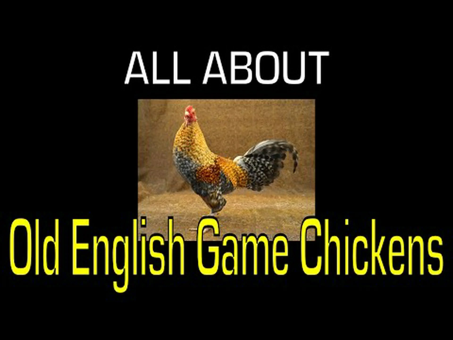 オールドイングリッシュゲームチキン:起源、特徴、価格など! オールドイングリッシュゲームチキン:起源、特徴、価格など!