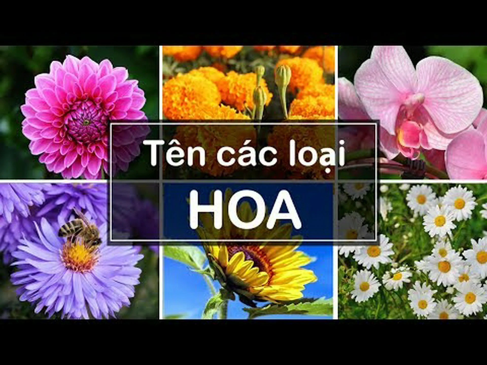 ルイジアナ州で最も丈夫で最も人気のあるバラ ルイジアナ州で最も丈夫で最も人気のあるバラ