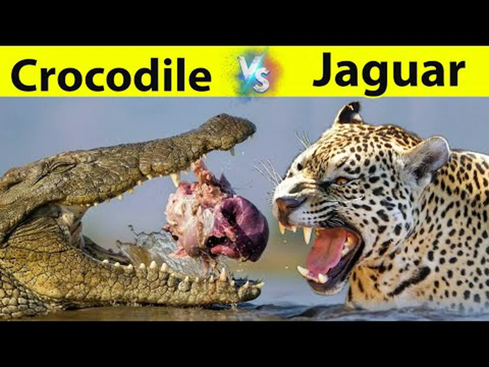 ジャガー vs クロコダイル: 戦ったらどちらが勝ちますか? ジャガー vs クロコダイル: 戦ったらどちらが勝ちますか?