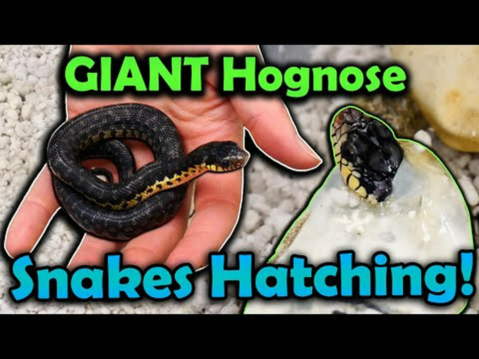 史上最大のブタヘビを発見 史上最大のブタヘビを発見