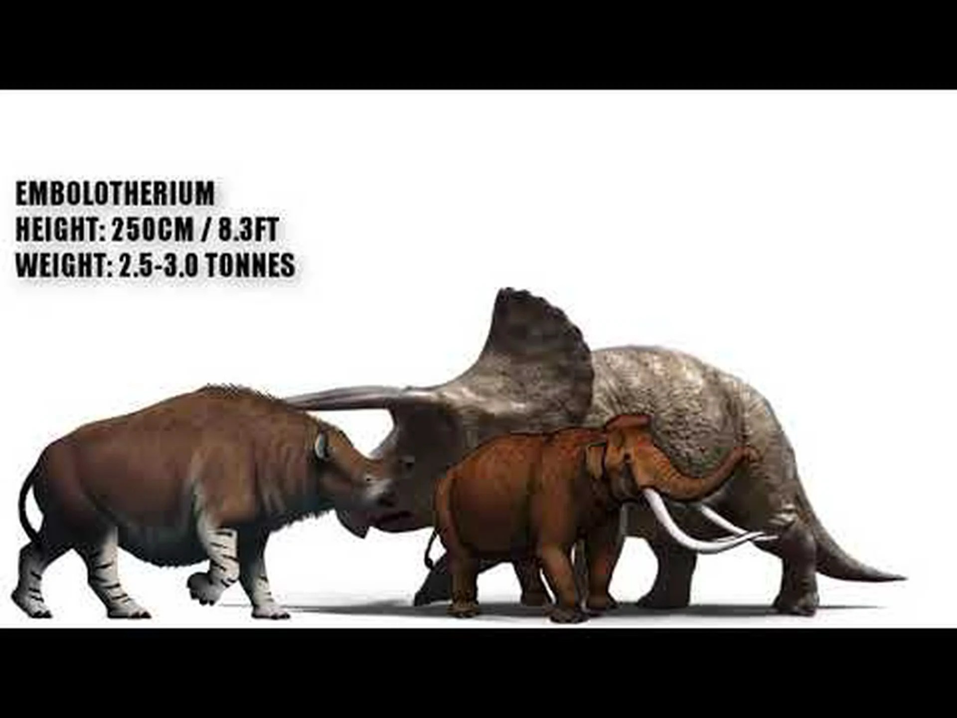 トリケラトプスとライノ: 違いは何ですか? トリケラトプスとライノ: 違いは何ですか?