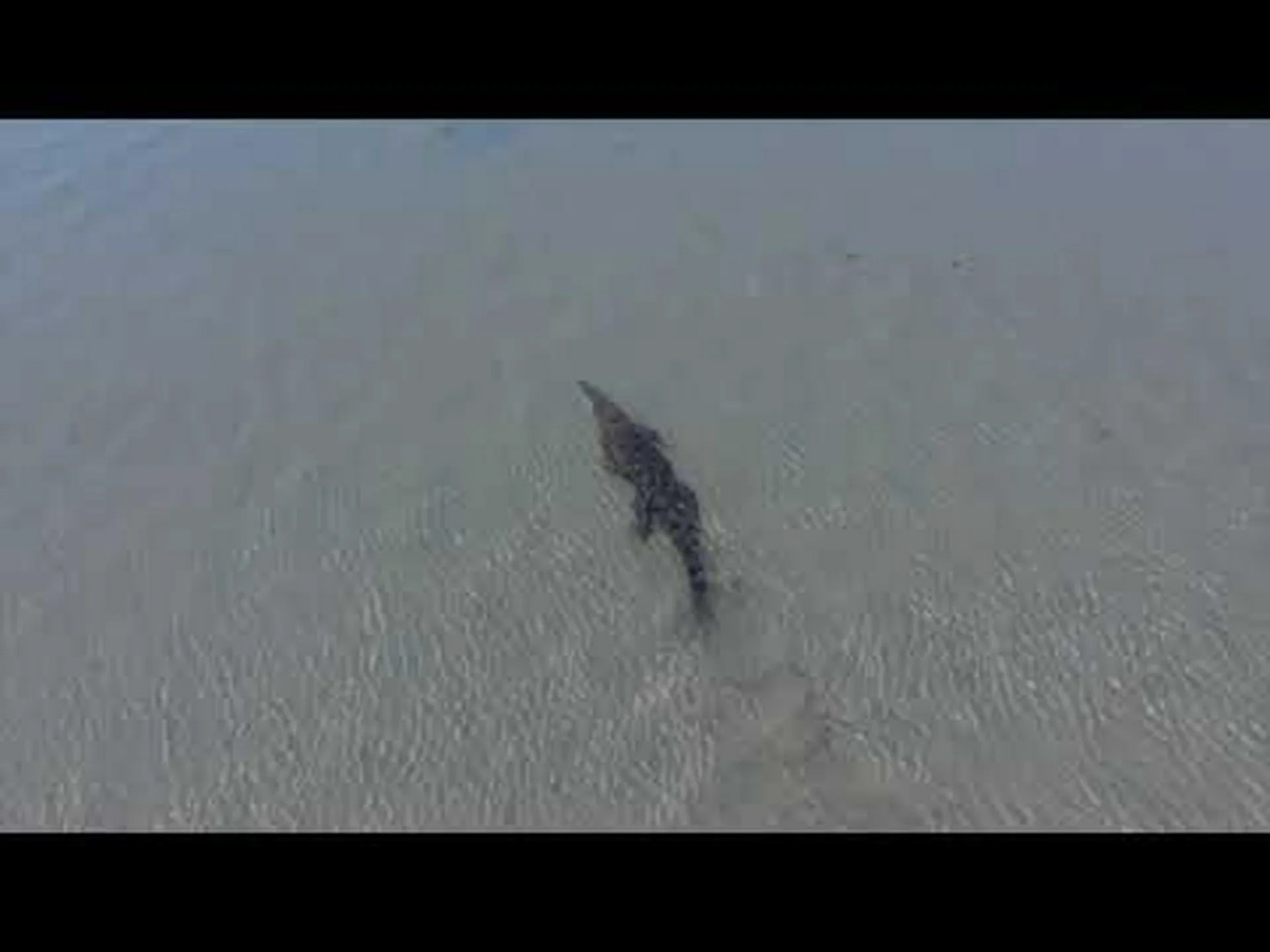 動画: 巨大なイリエワニがオオメジロザメを丸ごと捕まえて飲み込む 動画: 巨大なイリエワニがオオメジロザメを丸ごと捕まえて飲み込む