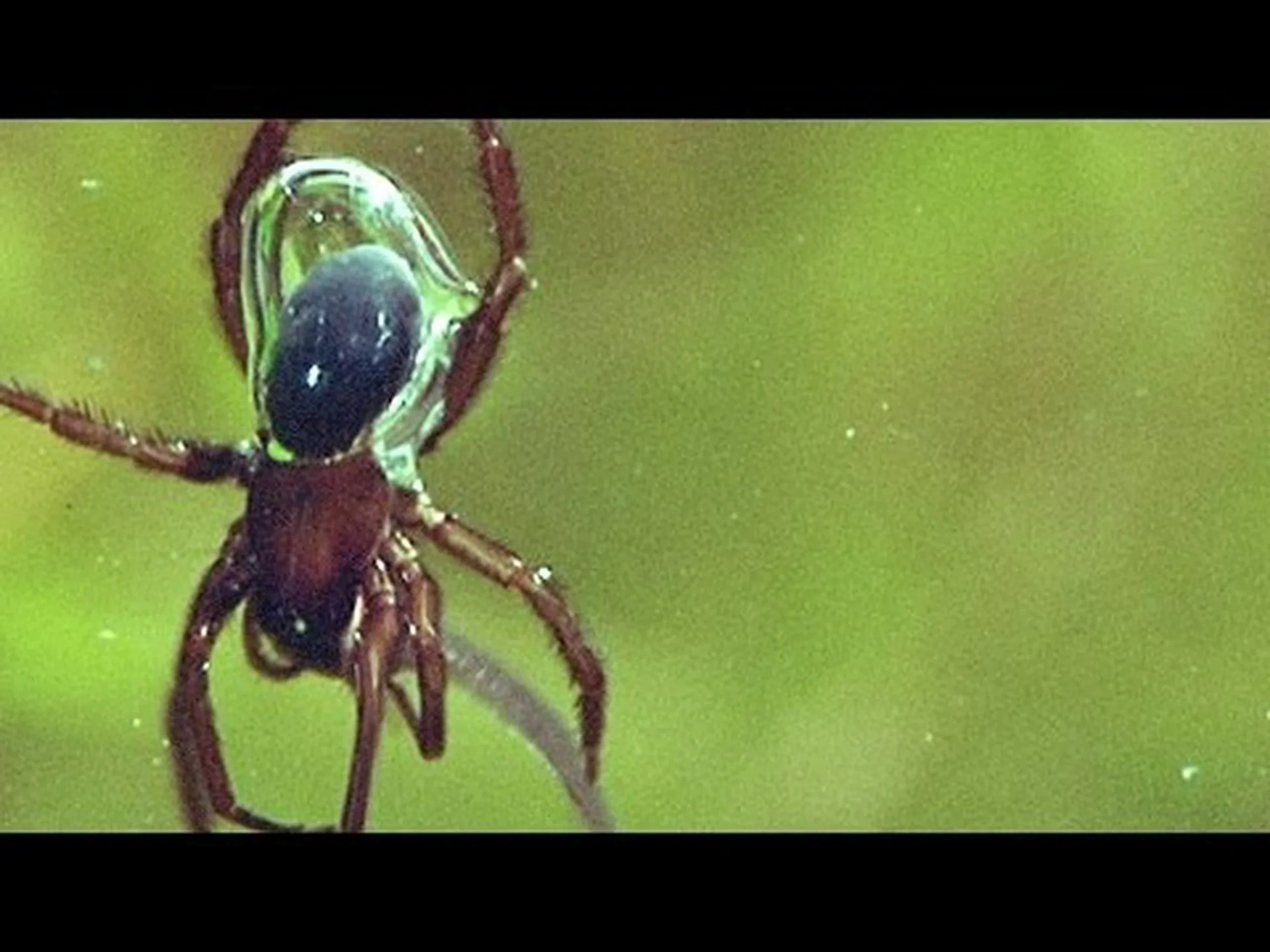 独自の酸素タンクを作って水中でクモを狩る (そして食べる!) 様子を観察してください。 独自の酸素タンクを作って水中でクモを狩る (そして食べる!) 様子を観察してください。
