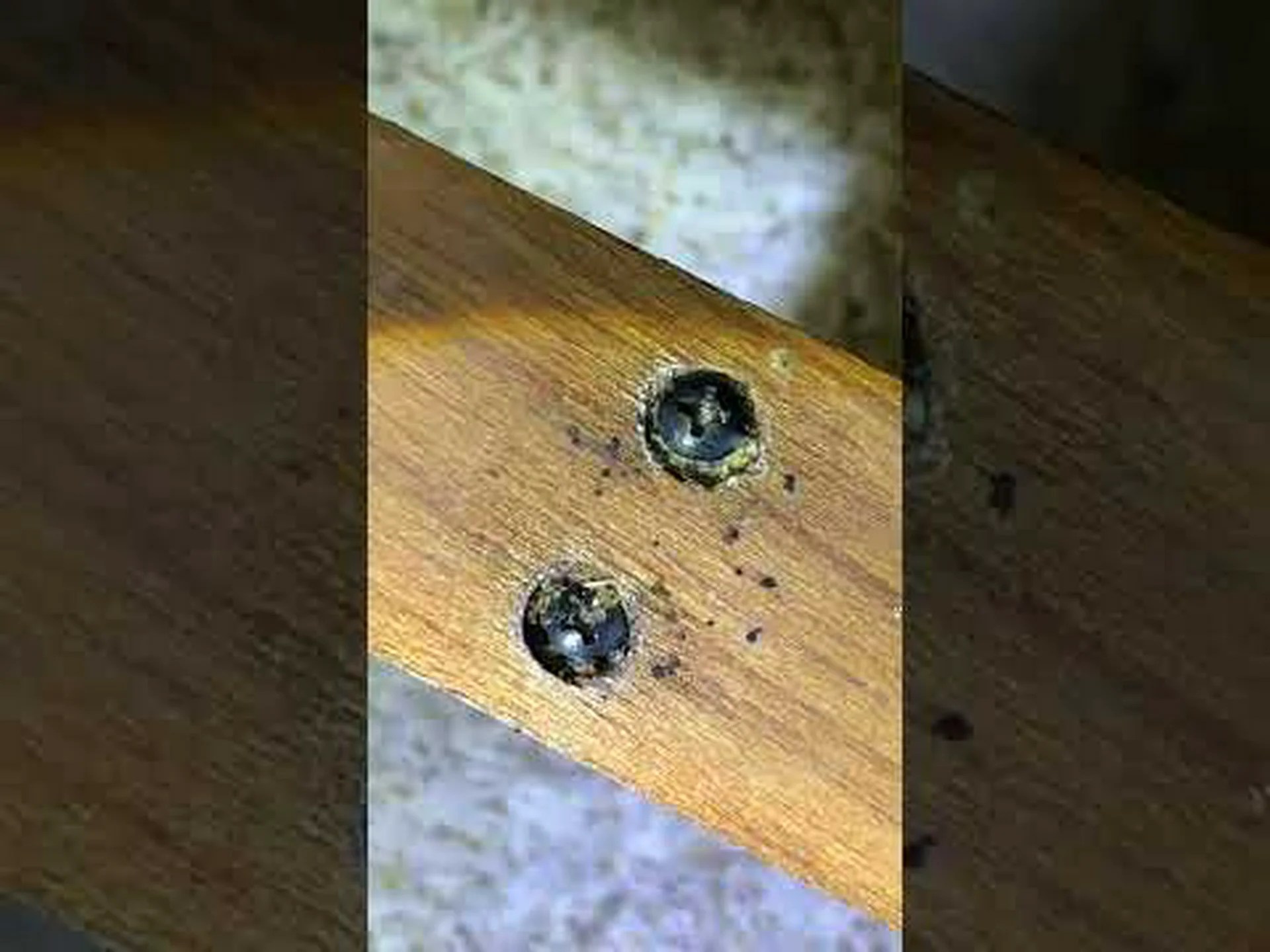 トコジラミを磁石のように引き寄せる 4 つの匂いを発見 トコジラミを磁石のように引き寄せる 4 つの匂いを発見