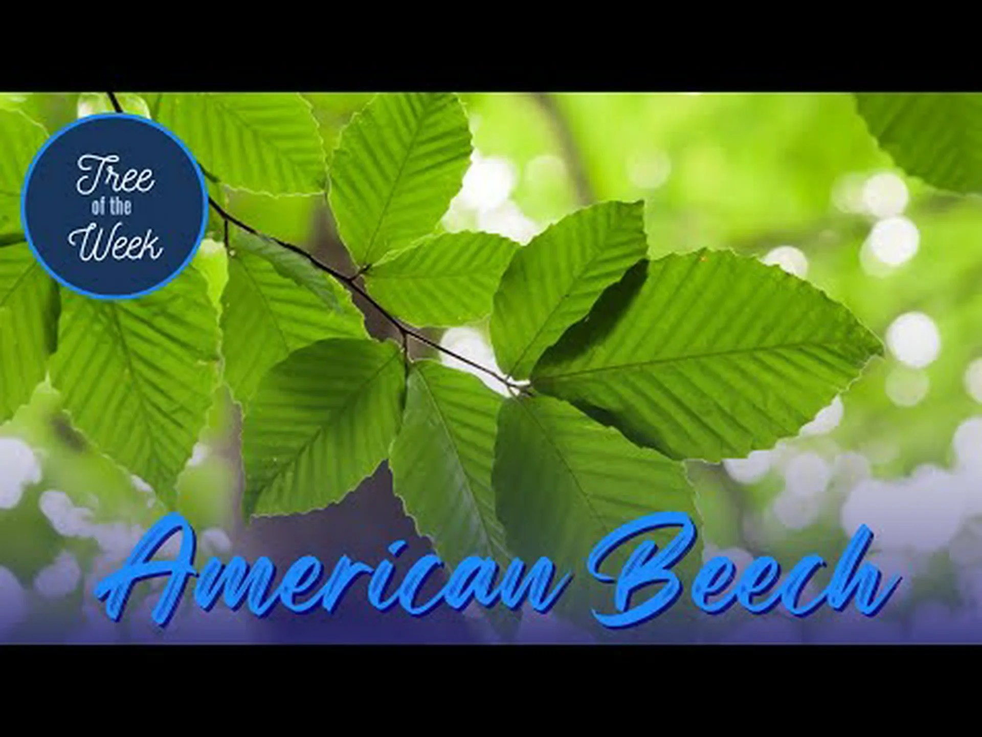 ヨーロッパブナとアメリカブナ: 違いは何ですか? ヨーロッパブナとアメリカブナ: 違いは何ですか?