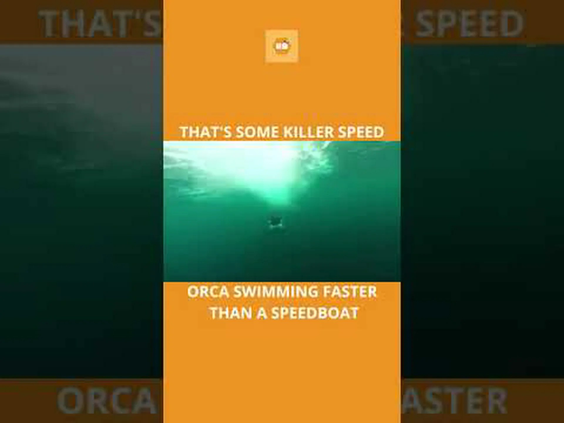 シャチがどれだけ速く泳ぐことができるかを発見してください:シャチのトップスピード! シャチがどれだけ速く泳ぐことができるかを発見してください:シャチのトップスピード!
