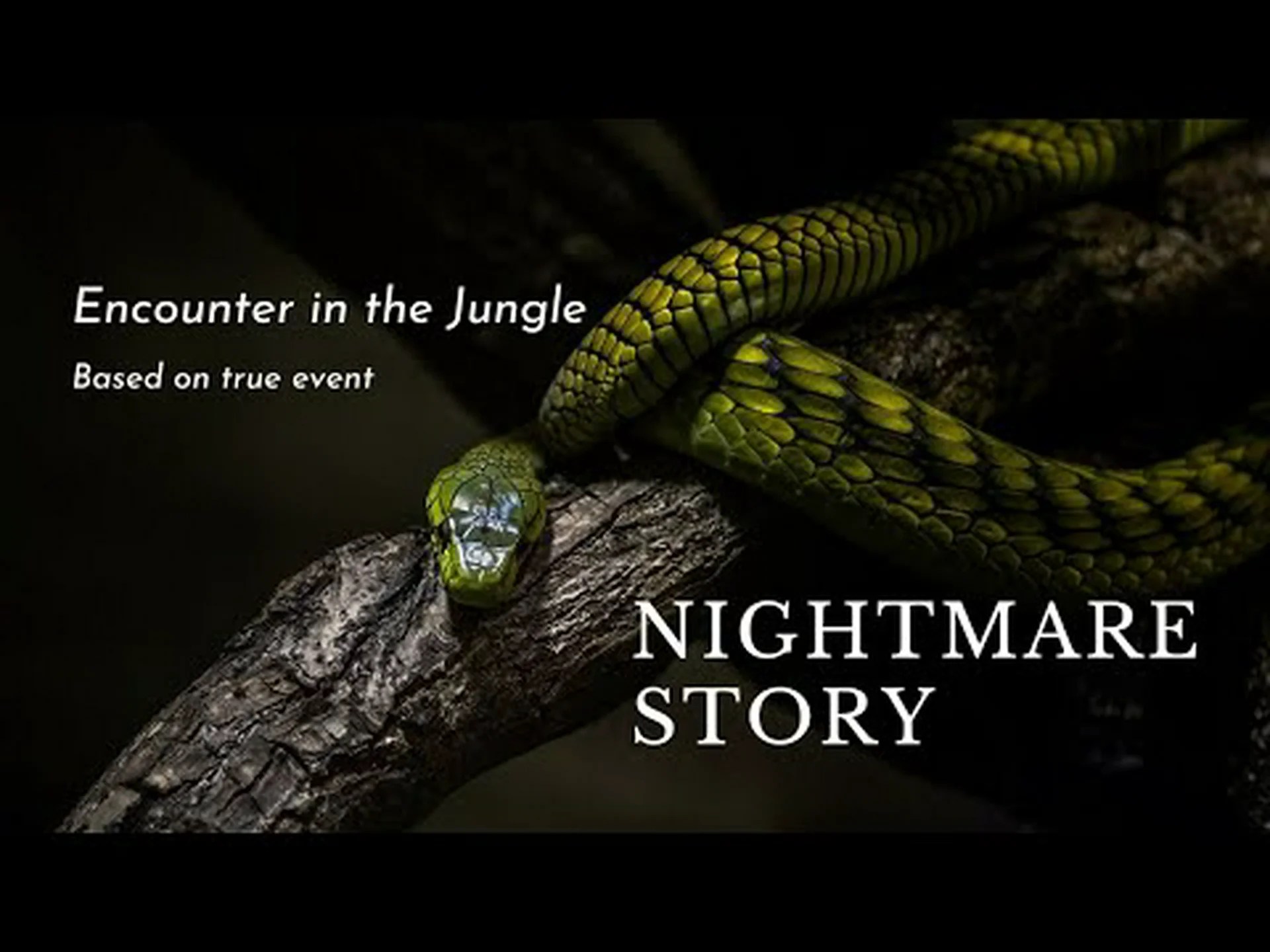 人類によって発見されたばかりの、木の上を這うジャングルのヘビを発見してください 人類によって発見されたばかりの、木の上を這うジャングルのヘビを発見してください