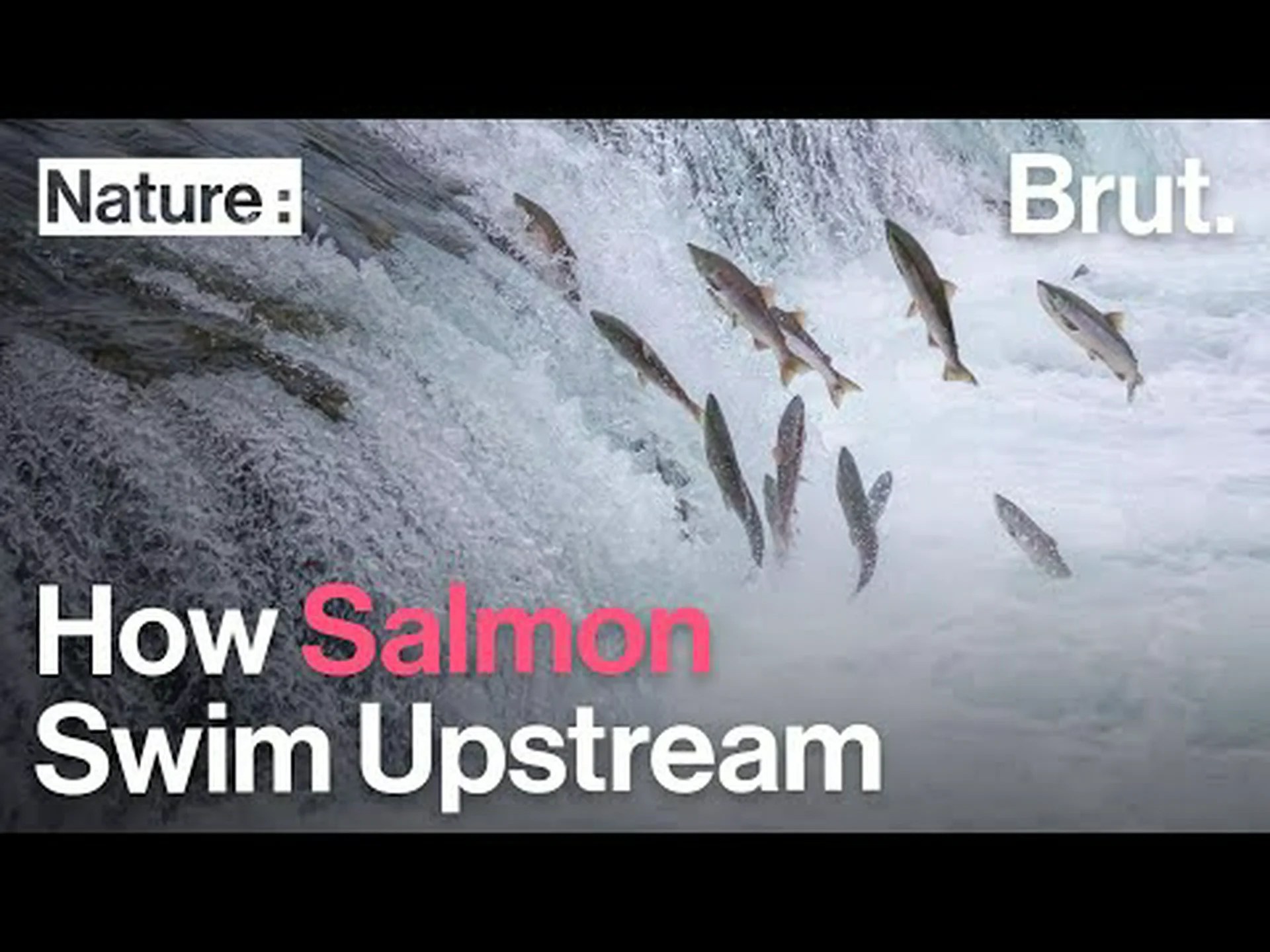 魚はナイアガラの滝の上を移動しますか (そして生き残りますか)? 魚はナイアガラの滝の上を移動しますか (そして生き残りますか)?