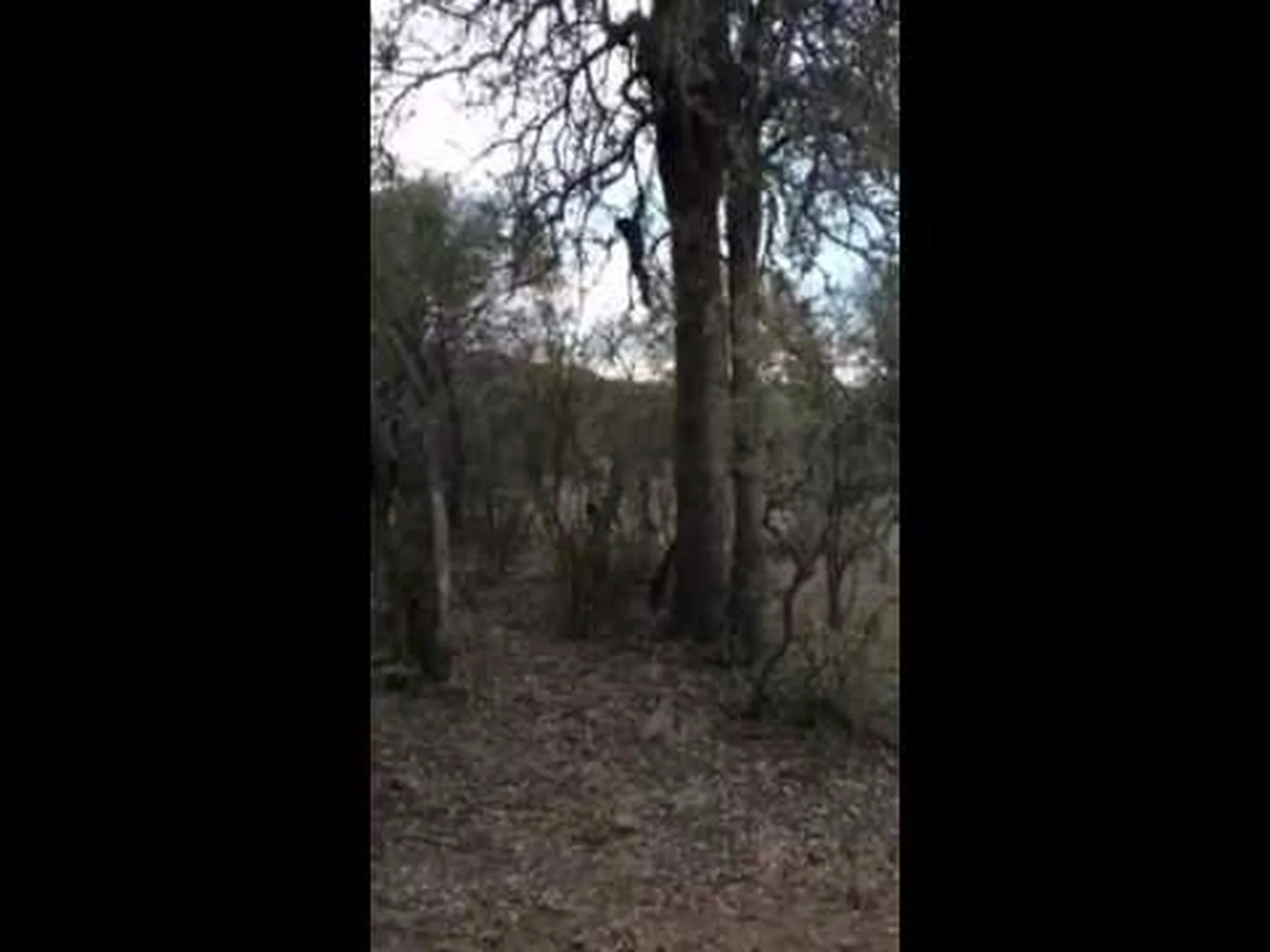 ライオンがバスケットボールのスーパースターのようにジャンプして木からヒヒを捕まえる様子をご覧ください ライオンがバスケットボールのスーパースターのようにジャンプして木からヒヒを捕まえる様子をご覧ください