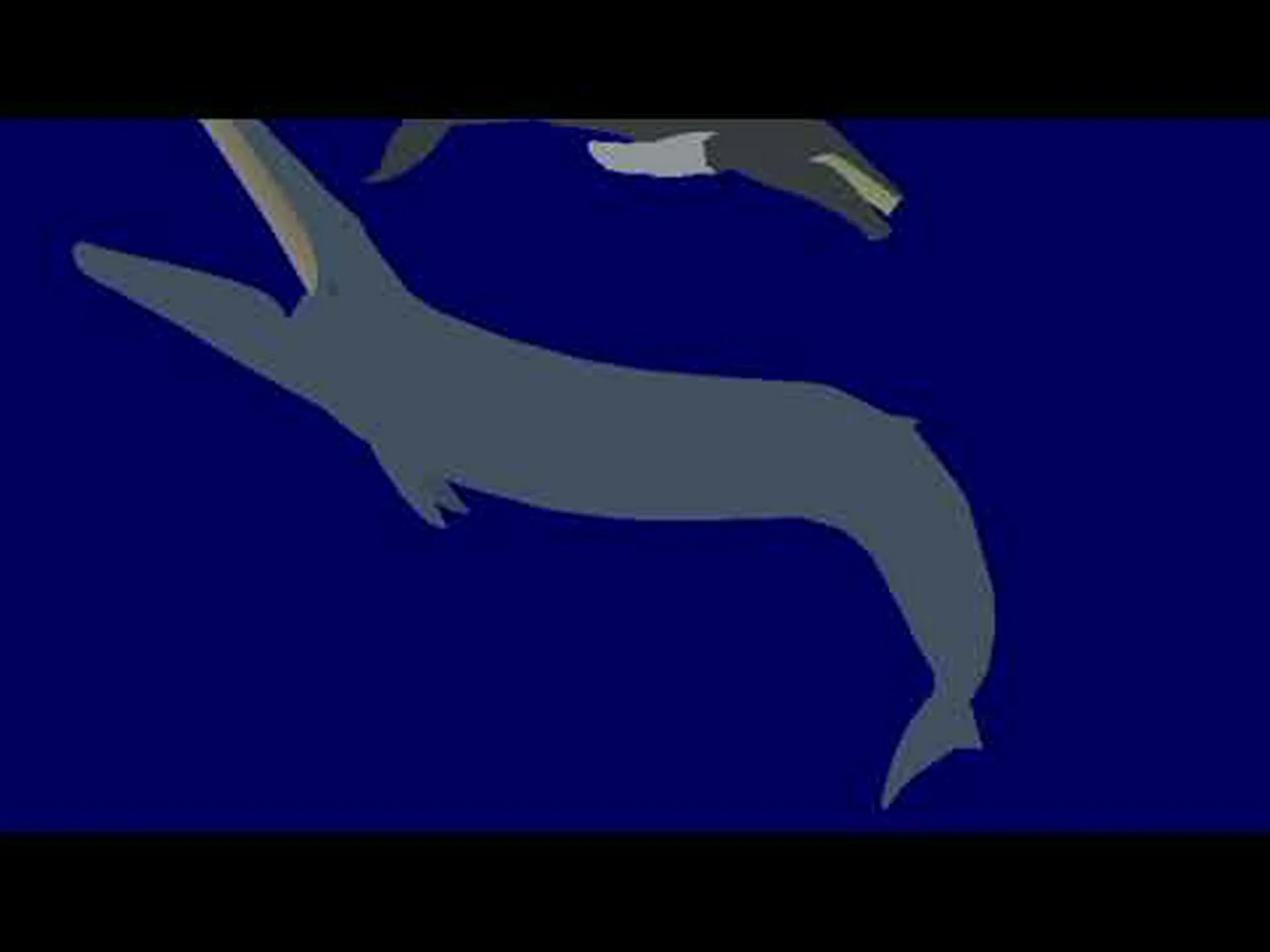 ザトウクジラとマッコウクジラ: 違いは何ですか? ザトウクジラとマッコウクジラ: 違いは何ですか?