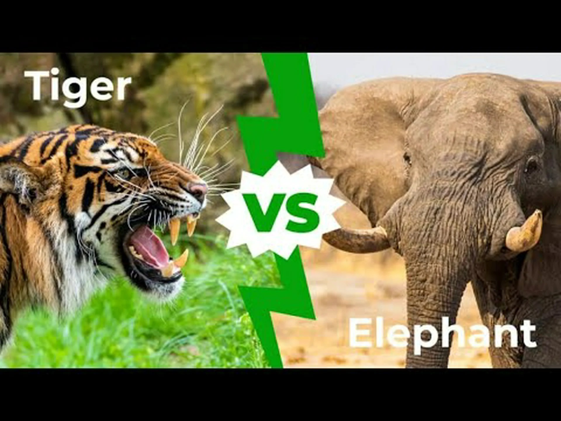 トラ vs ゾウ: 戦ったらどちらが勝ちますか? トラ vs ゾウ: 戦ったらどちらが勝ちますか?