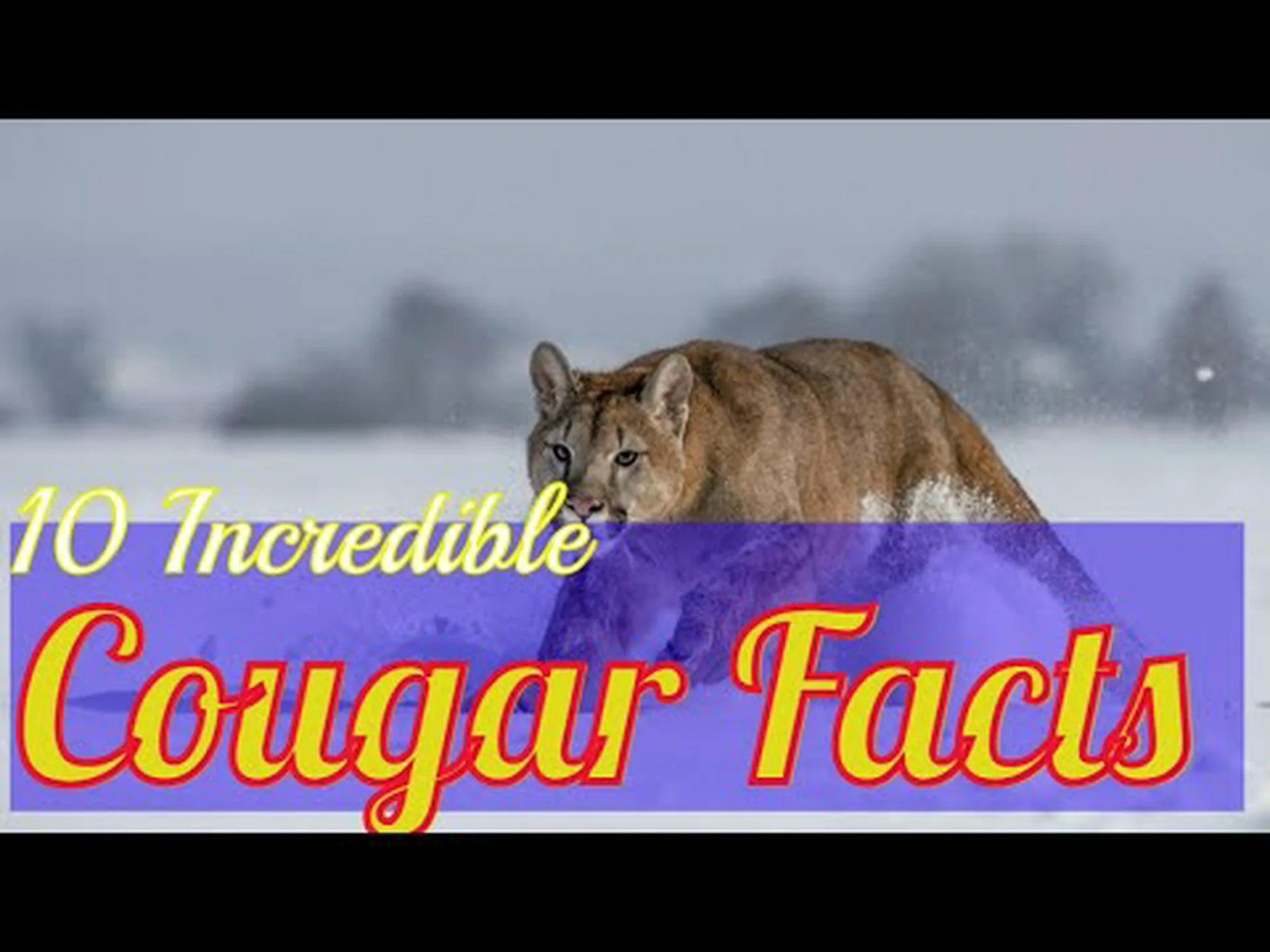 クーガーに関する 10 の驚くべき事実 クーガーに関する 10 の驚くべき事実