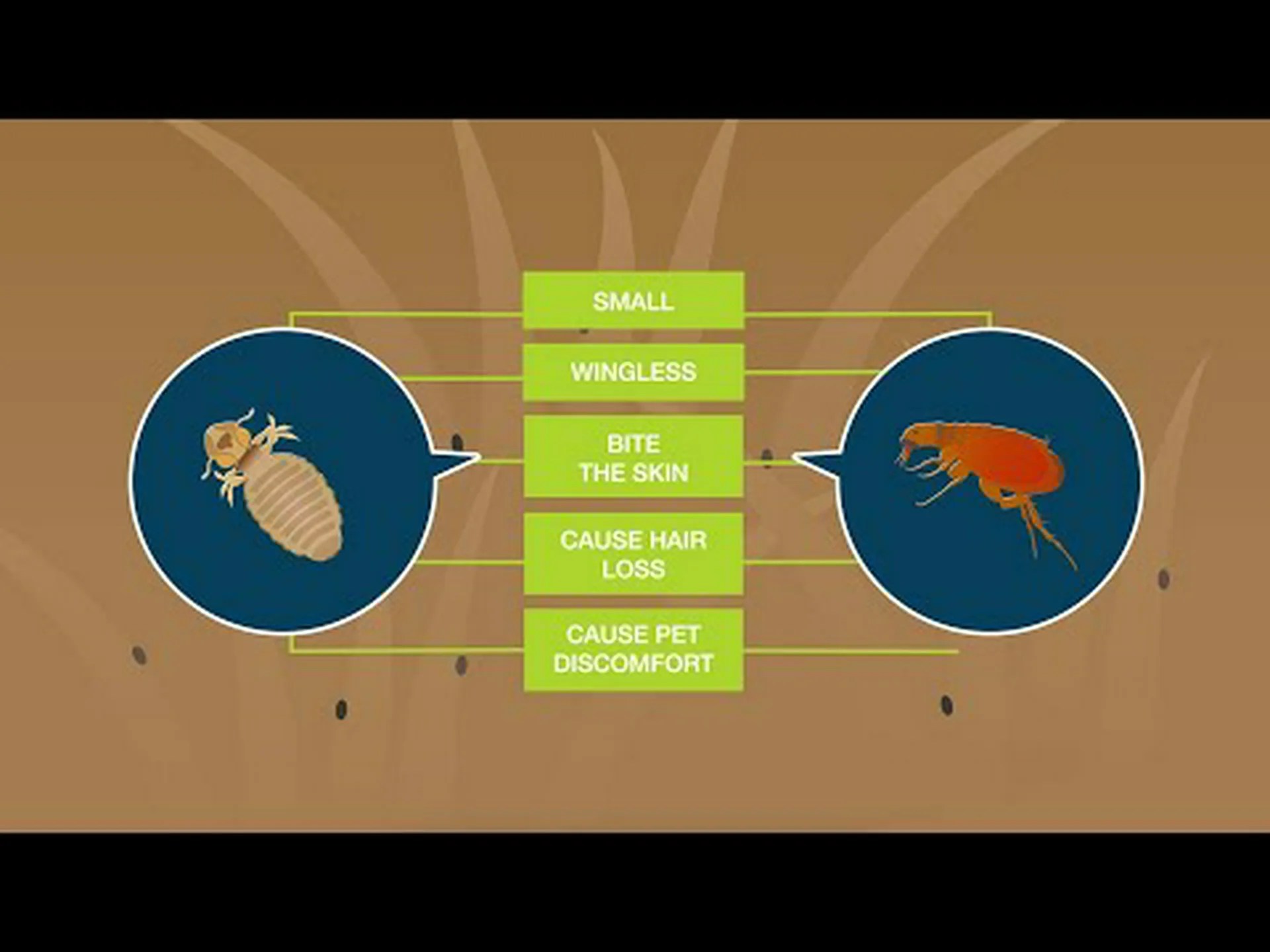 ノミとマダニ: それらの違いは何ですか? ノミとマダニ: それらの違いは何ですか?