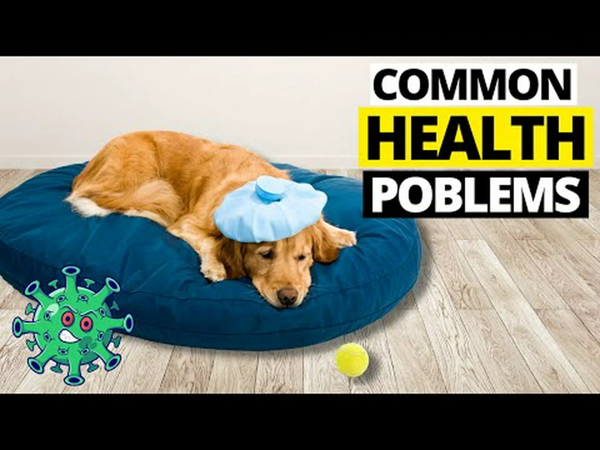 ゴールデンレトリバーによくある6つの健康上の問題と懸念事項 ゴールデンレトリバーによくある6つの健康上の問題と懸念事項