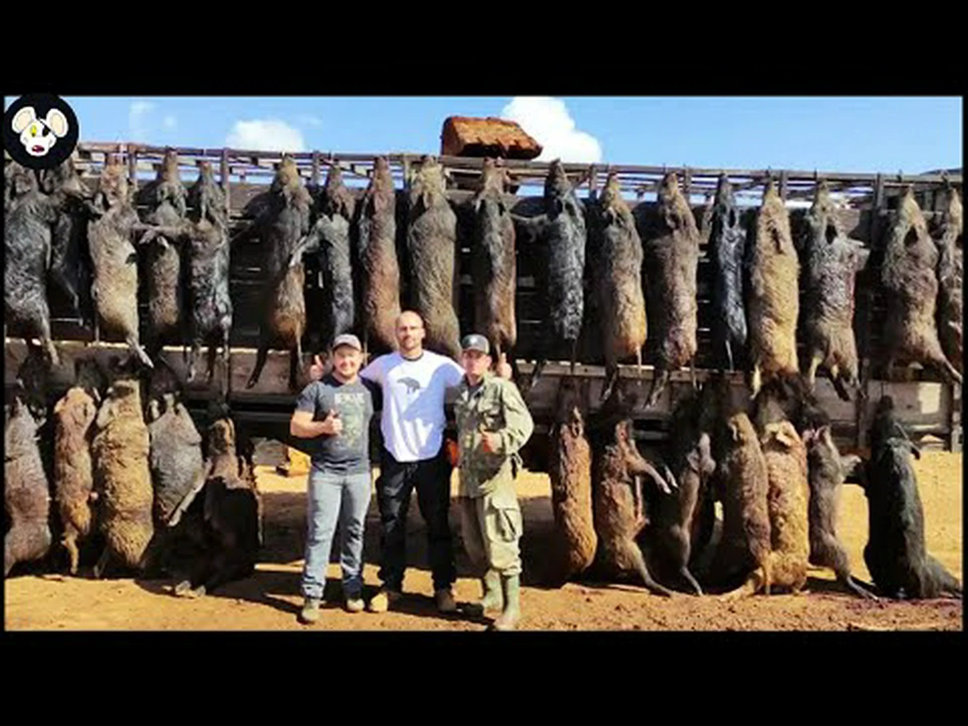 野生の豚がアメリカ全土の農場をどのように破壊しているかを知る 野生の豚がアメリカ全土の農場をどのように破壊しているかを知る
