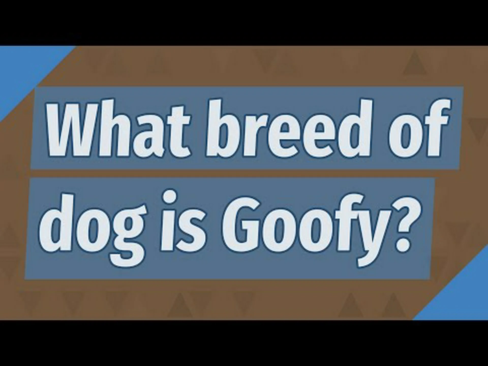 グーフィーってどんな犬?品種情報、写真、事実 グーフィーってどんな犬?品種情報、写真、事実