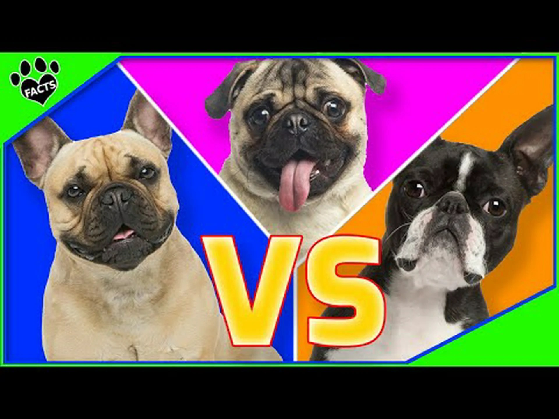 最高齢のパグと最高齢のボストン テリア: どちらが長く生きましたか? 最高齢のパグと最高齢のボストン テリア: どちらが長く生きましたか?