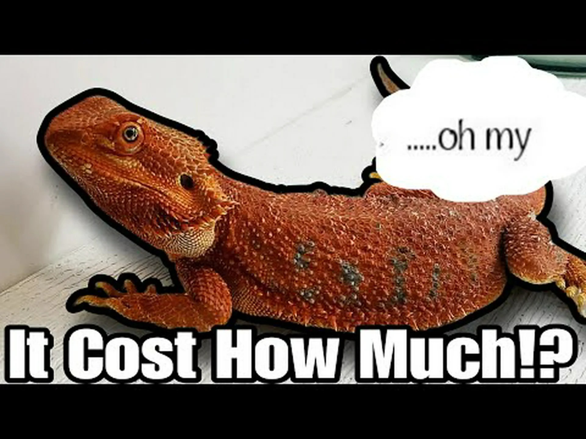 フトアゴヒゲトカゲの価格 2024: 購入コスト、消耗品、食料など! フトアゴヒゲトカゲの価格 2024: 購入コスト、消耗品、食料など!