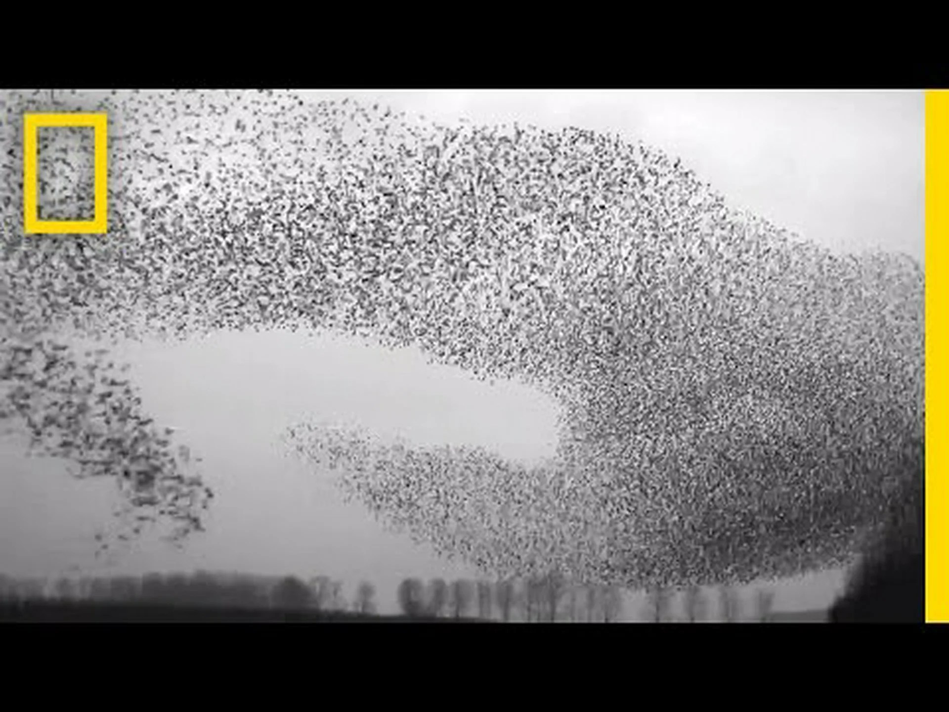 米国中を飛ぶ最も賢い鳥トップ 4 を発見 米国中を飛ぶ最も賢い鳥トップ 4 を発見