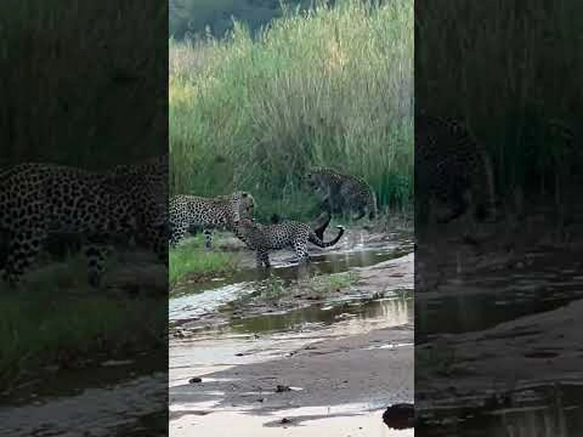 3 匹のヒョウに匹敵する以上のラーテルのショーをご覧ください 3 匹のヒョウに匹敵する以上のラーテルのショーをご覧ください