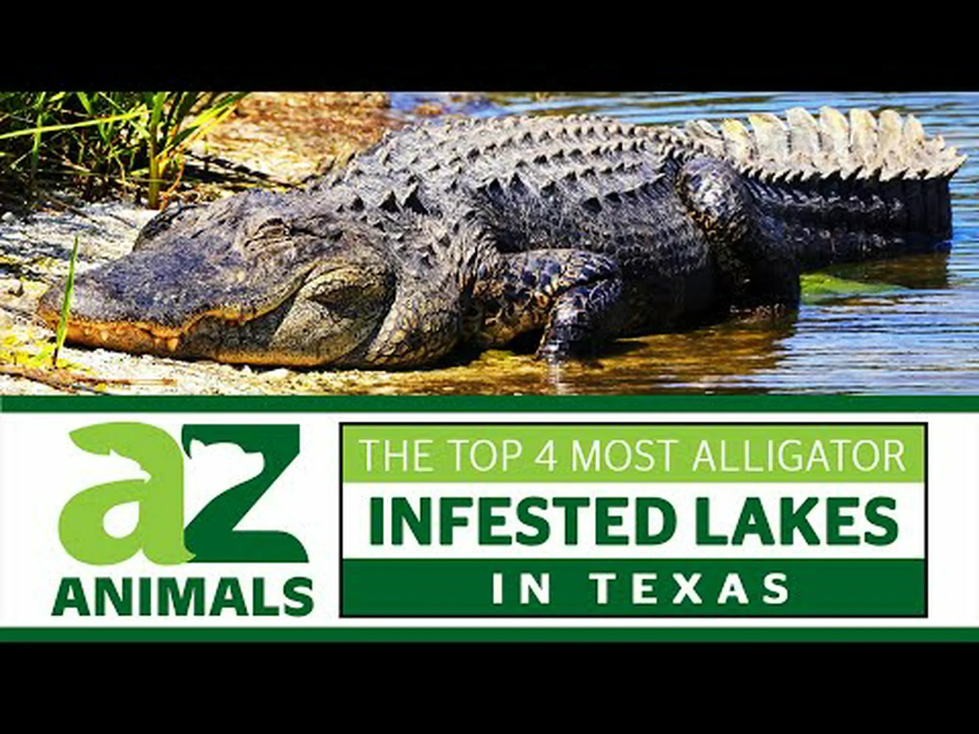 テキサス州で最もワニが出没する湖トップ 4 テキサス州で最もワニが出没する湖トップ 4