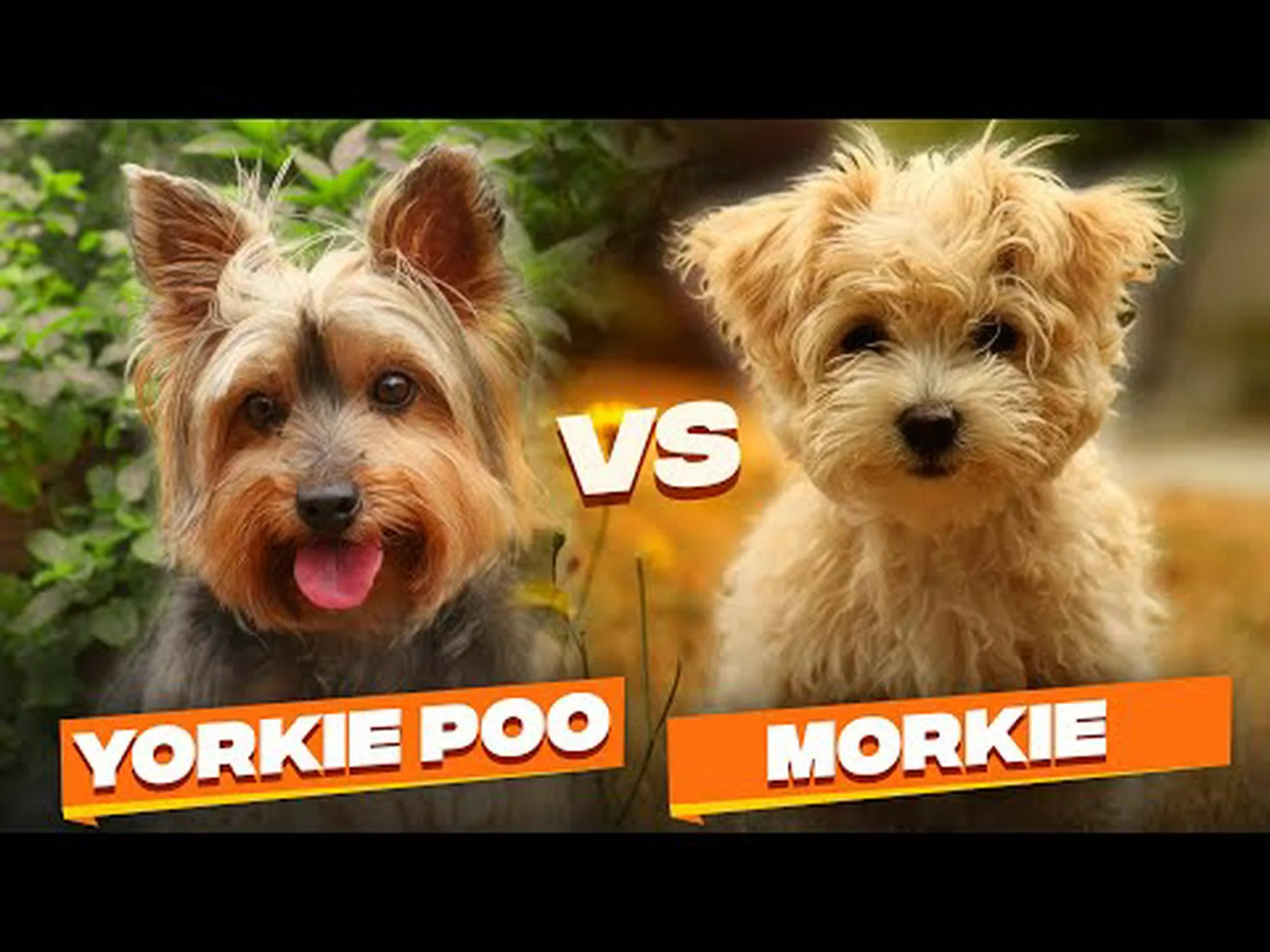 モーキーとヨーキー: 違いは何ですか? モーキーとヨーキー: 違いは何ですか?