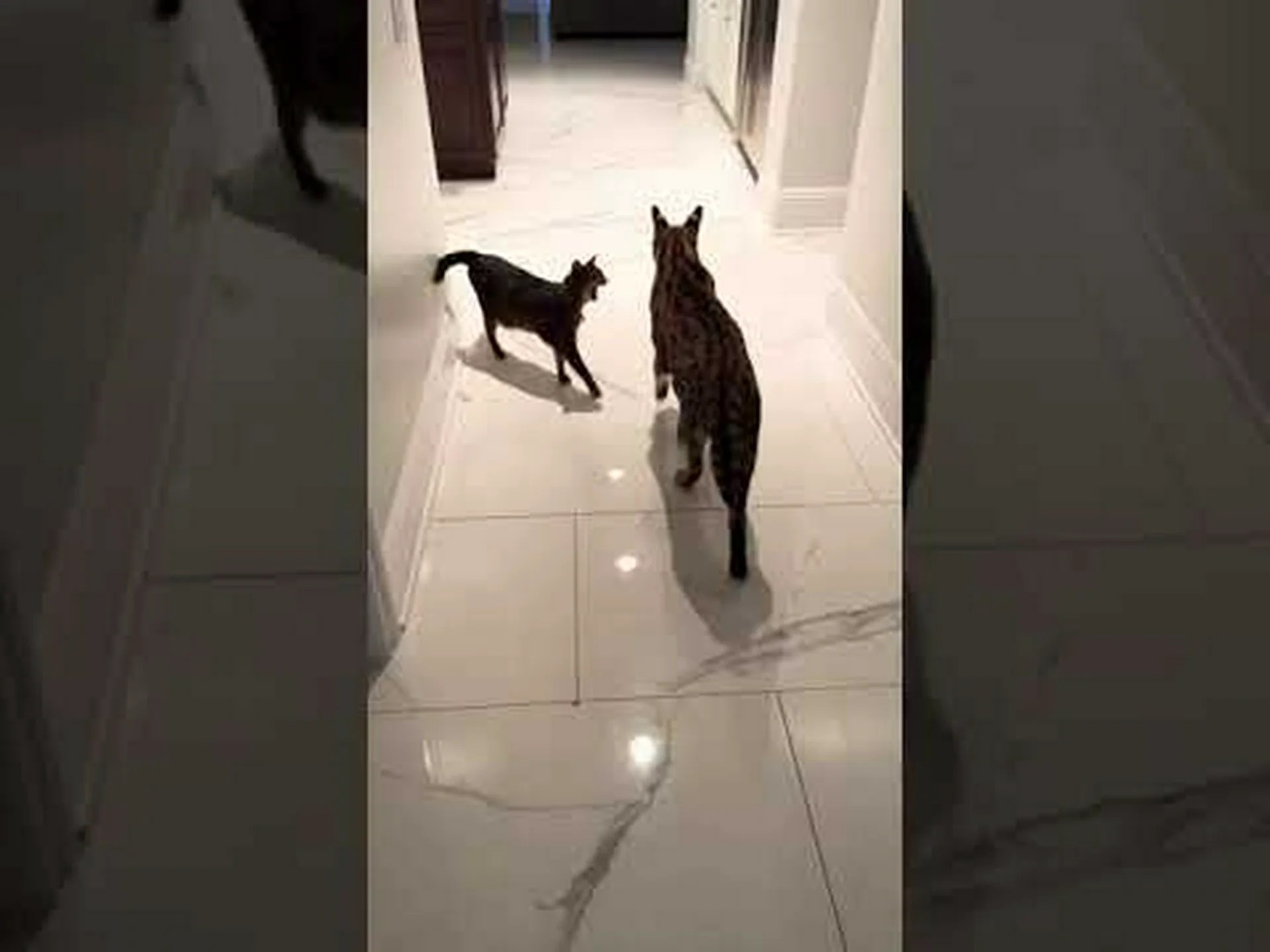 サーバル vs サバンナキャット: 主な違い (そして、戦ったらどちらが勝つでしょうか!) サーバル vs サバンナキャット: 主な違い (そして、戦ったらどちらが勝つでしょうか!)