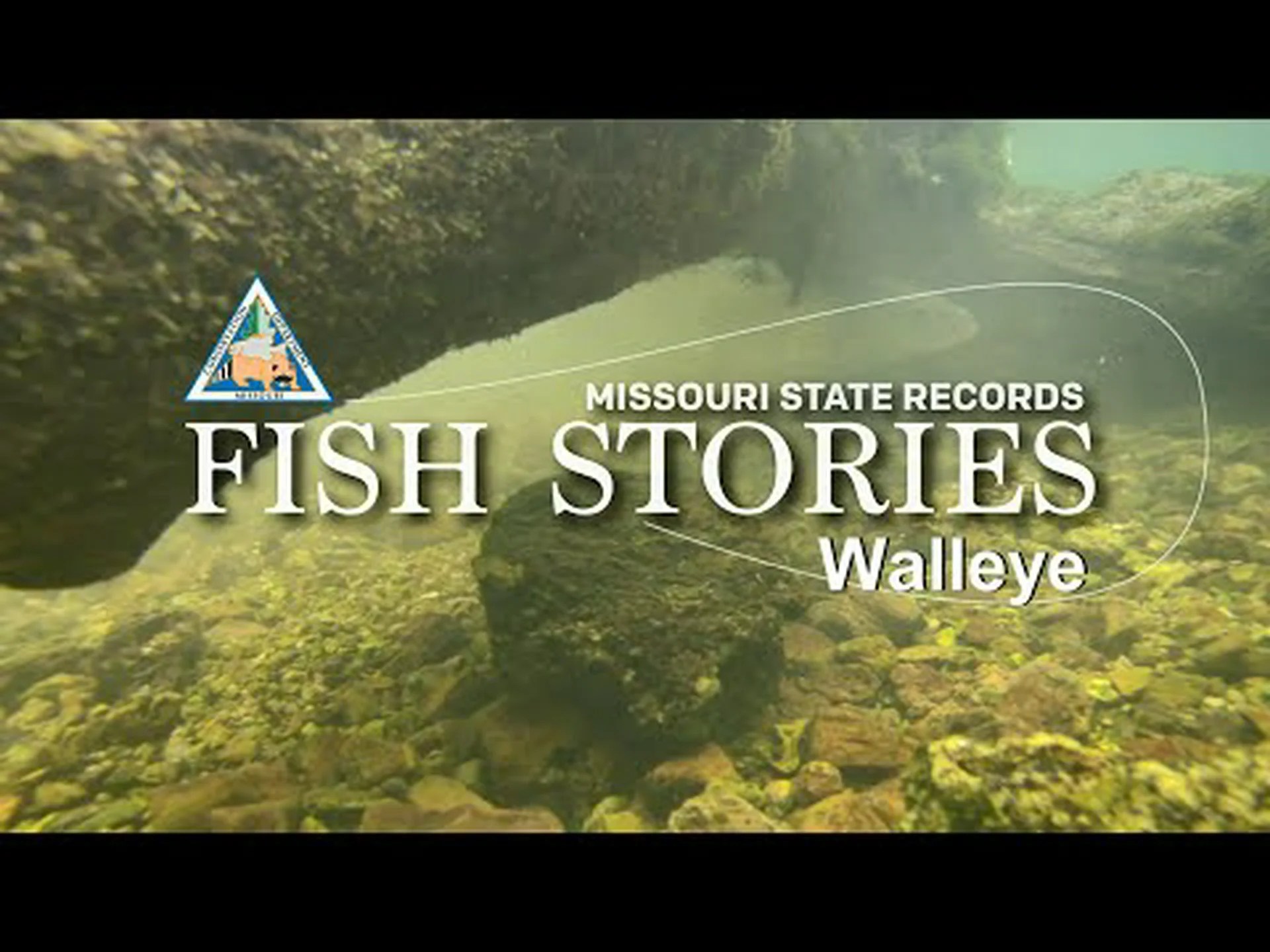 ミズーリ州で史上最大のスケトウダラを発見 ミズーリ州で史上最大のスケトウダラを発見