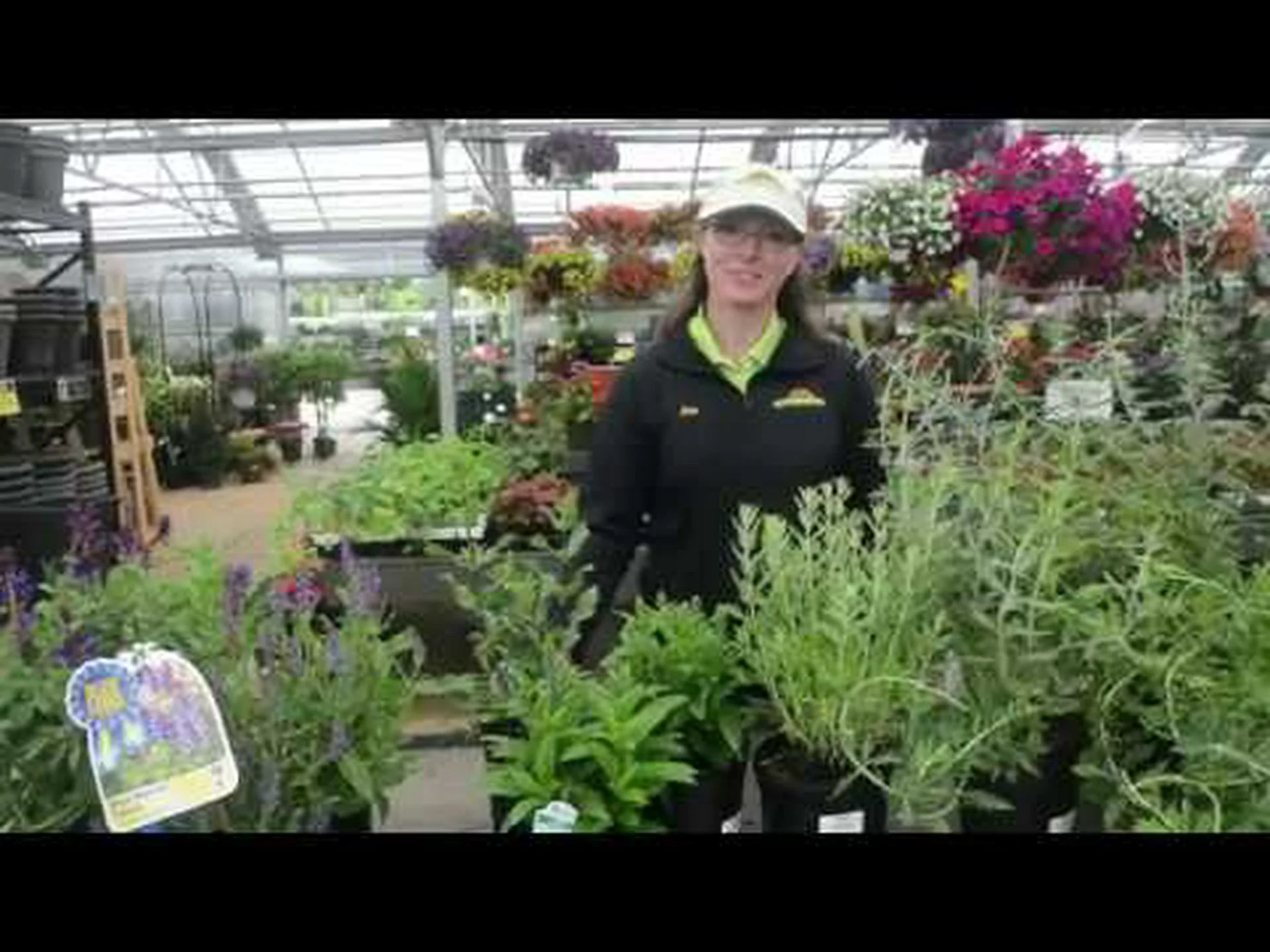 キャットミントとロシアのセージ: 違いは何ですか? キャットミントとロシアのセージ: 違いは何ですか?