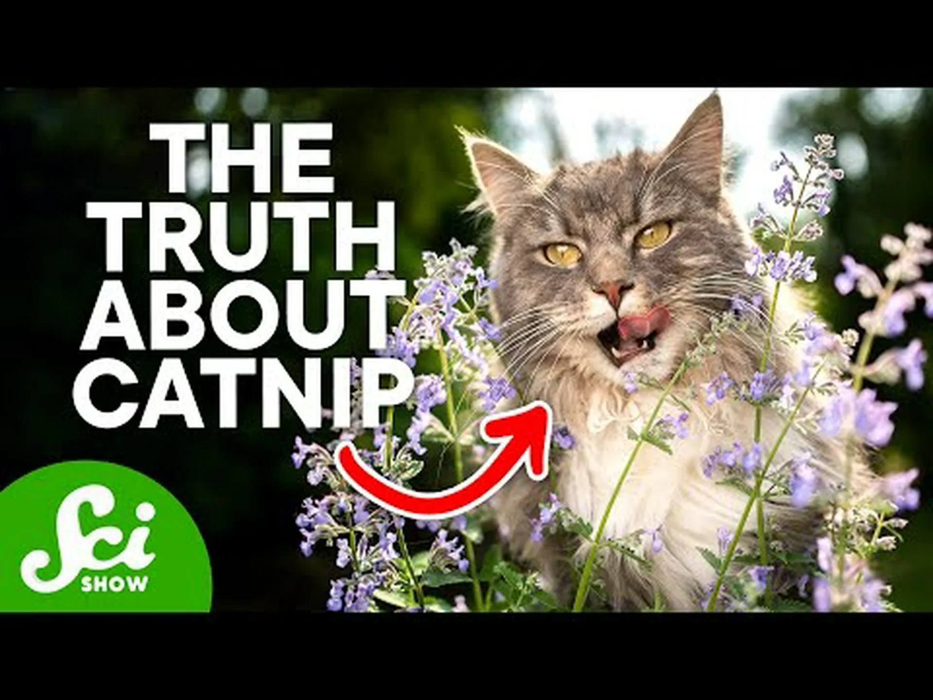 マタタビの背後にある科学 - それが猫に与える影響 マタタビの背後にある科学 - それが猫に与える影響