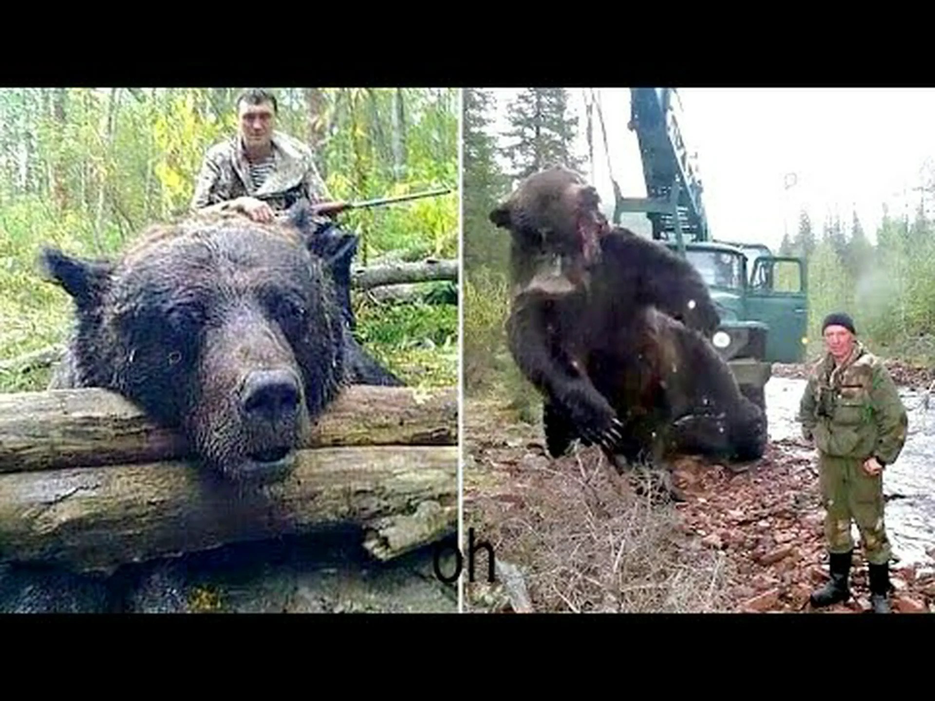 バーモント州でこれまでに捕獲された最大のクマを発見 バーモント州でこれまでに捕獲された最大のクマを発見