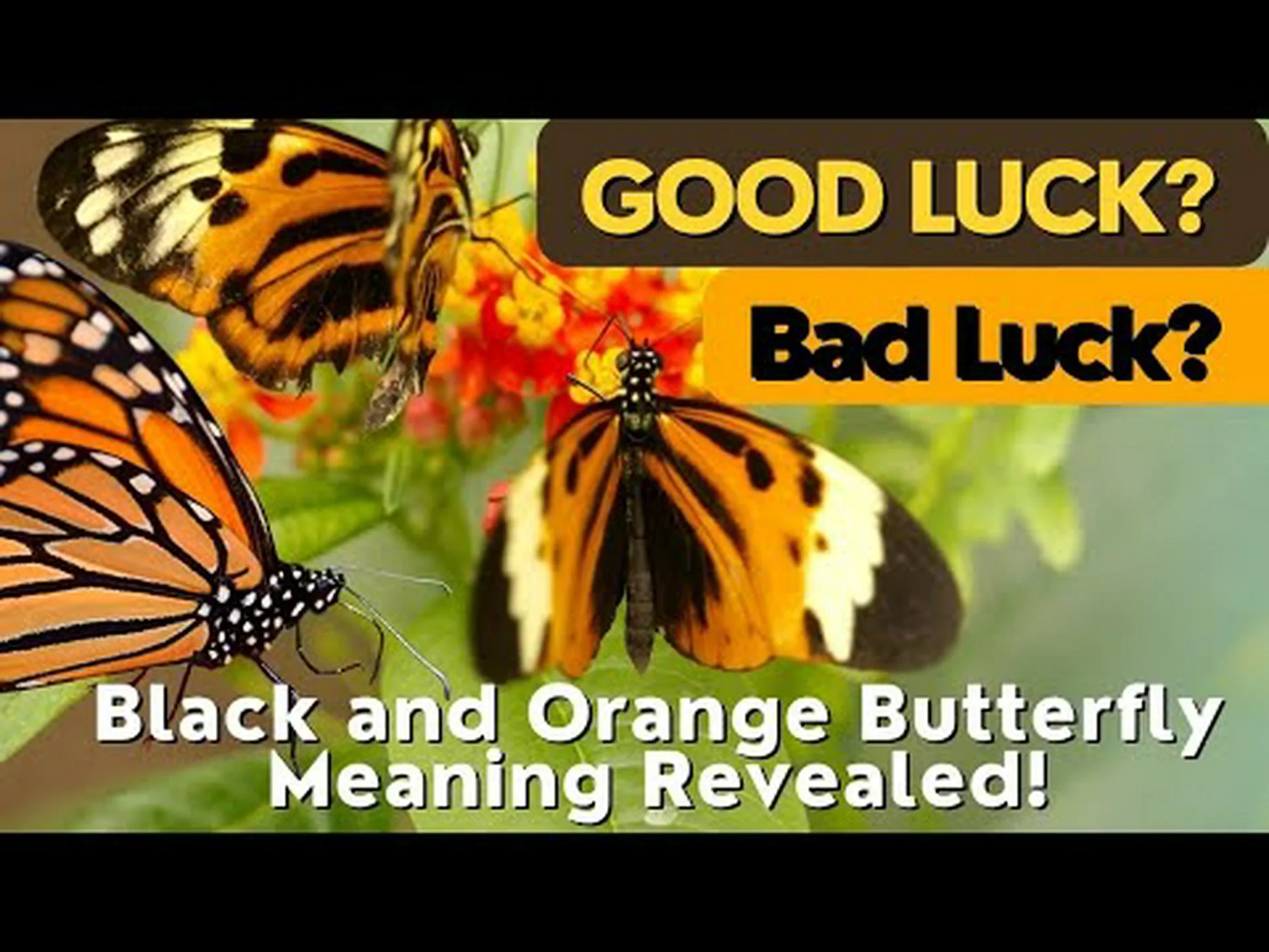 オレンジ色の蝶の目撃情報: スピリチュアルな意味と象徴性 オレンジ色の蝶の目撃情報: スピリチュアルな意味と象徴性