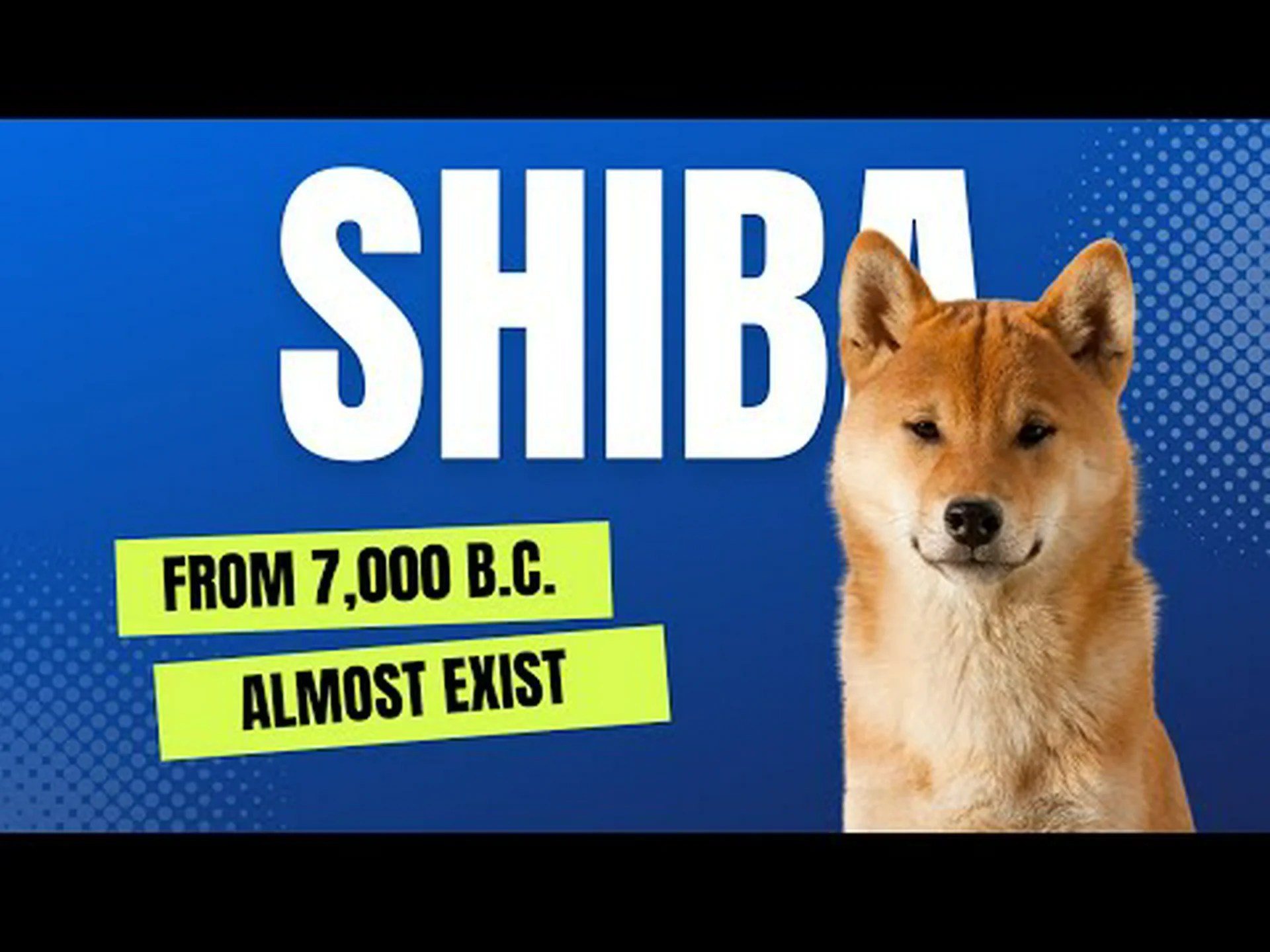 柴犬は何のために飼育されたのでしょうか?元の役割、仕事、歴史など 柴犬は何のために飼育されたのでしょうか?元の役割、仕事、歴史など